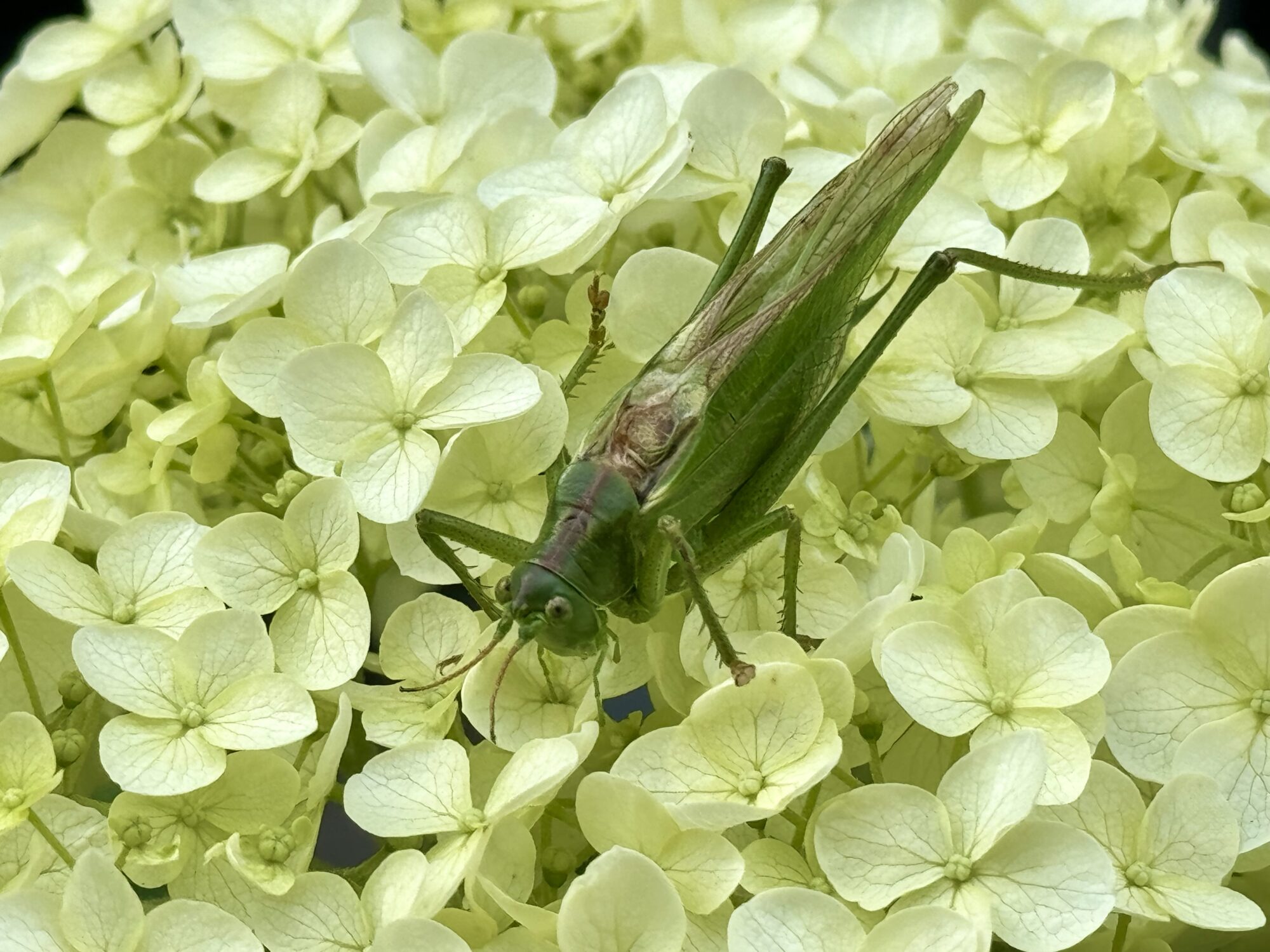 Valokuvaaja: Juhani Peltonen