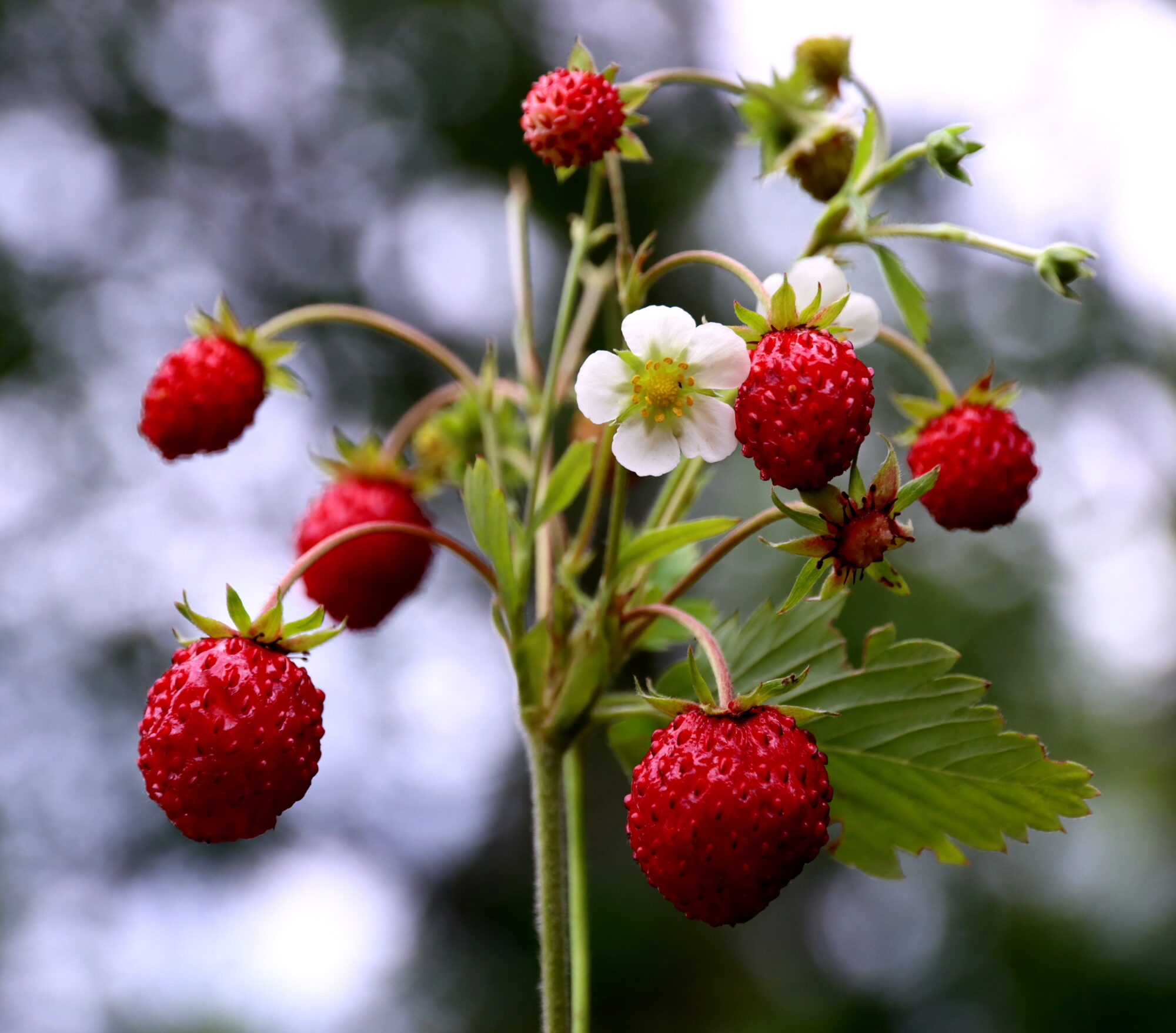 Valokuvaaja: Irja Lehtinen
