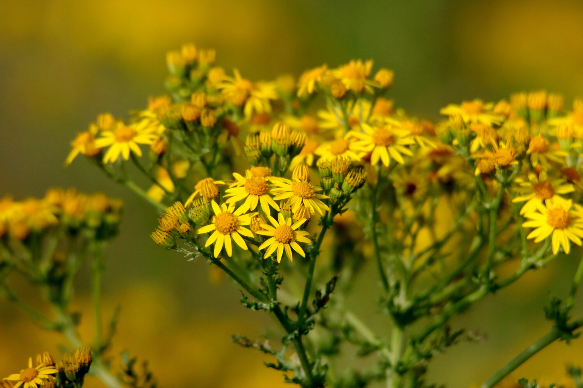 Valokuvaaja: Irja Lehtinen