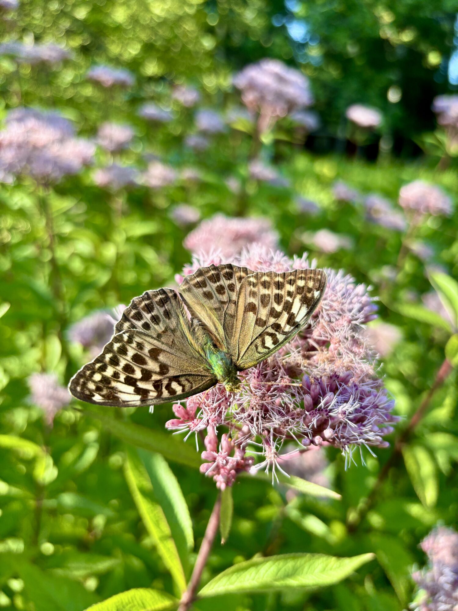 Valokuvaaja: Emma Puustinen