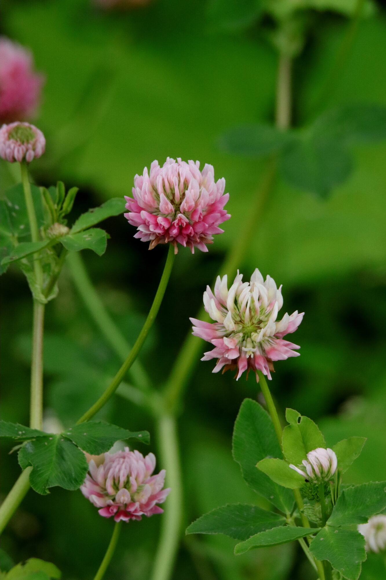 Valokuvaaja: Irja Lehtinen