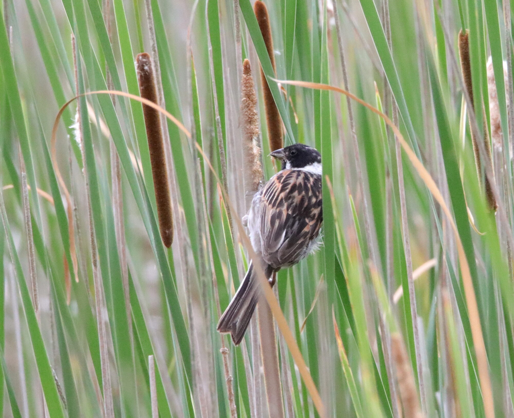 Valokuvaaja: Irja Lehtinen