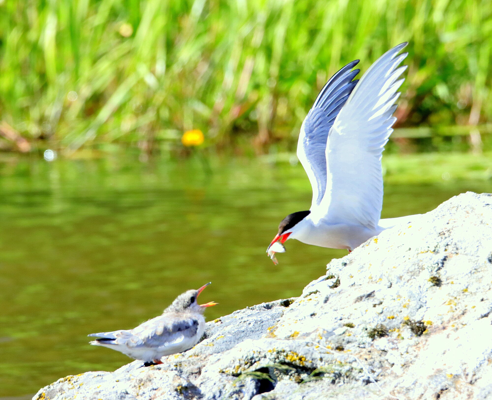 Valokuvaaja: Irja Lehtinen Valokuvaaja: Irja Lehtinen