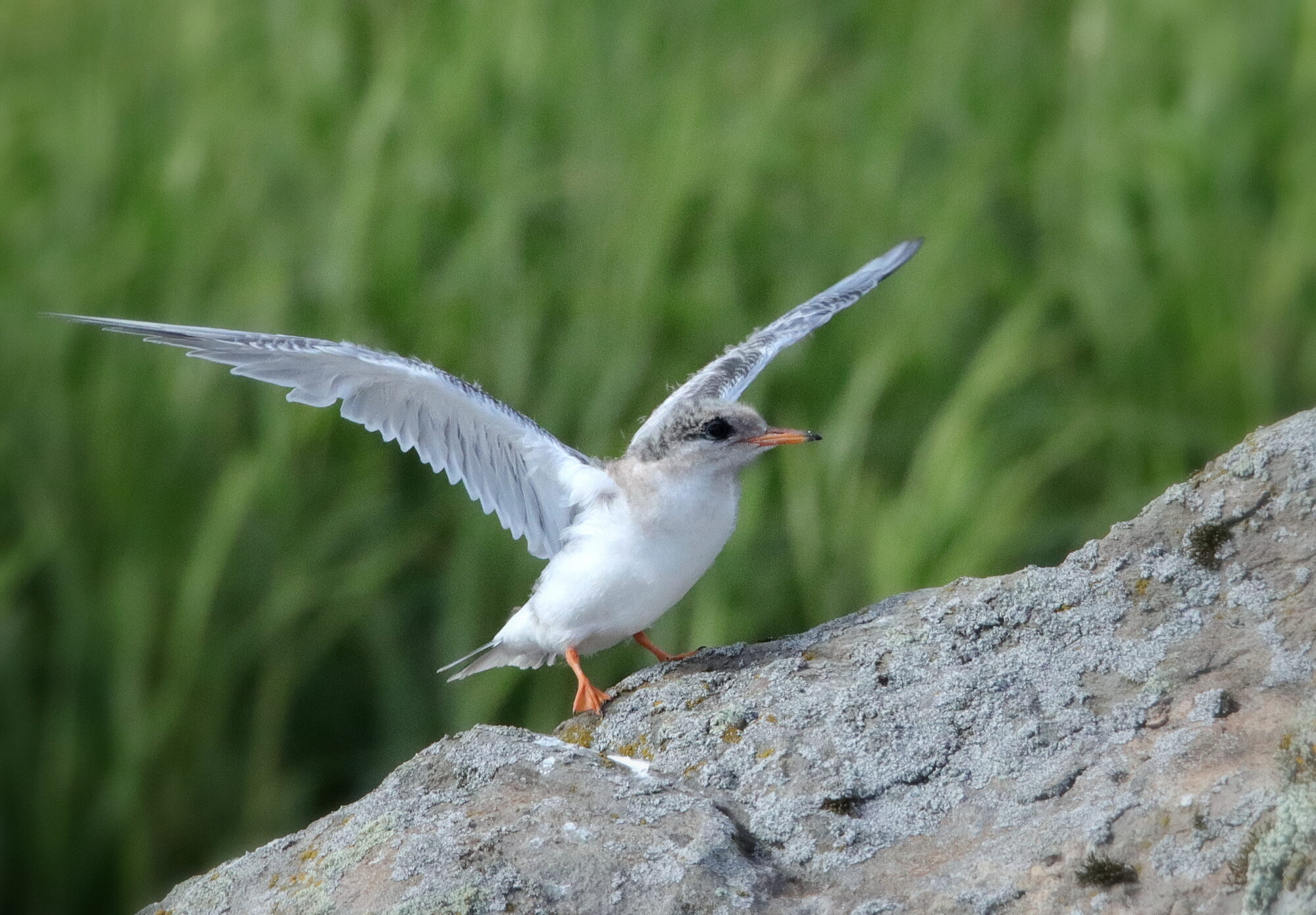 Valokuvaaja: Irja Lehtinen