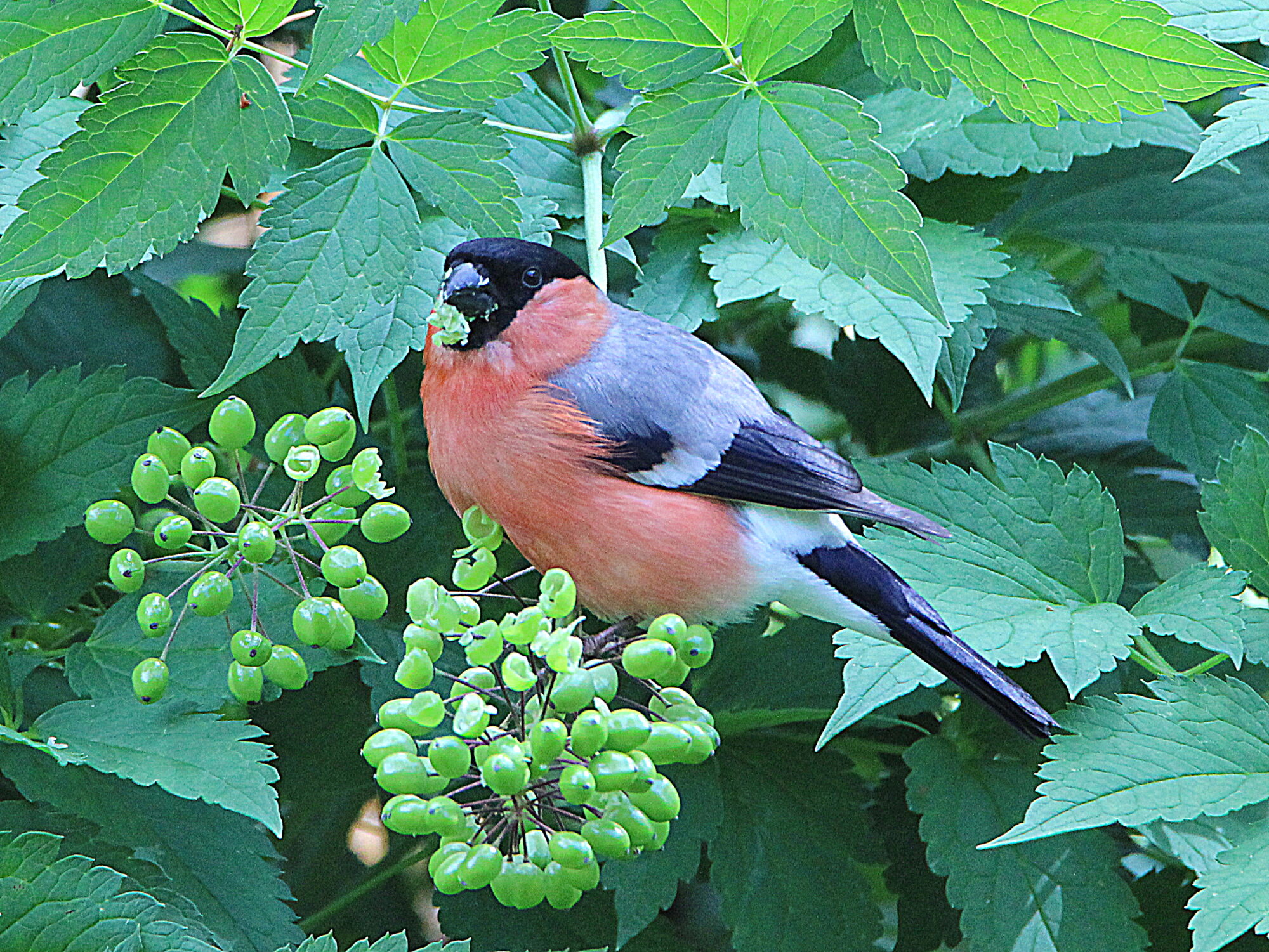 Valokuvaaja: Hannu Rasiranta Valokuvaaja: Hannu Rasiranta