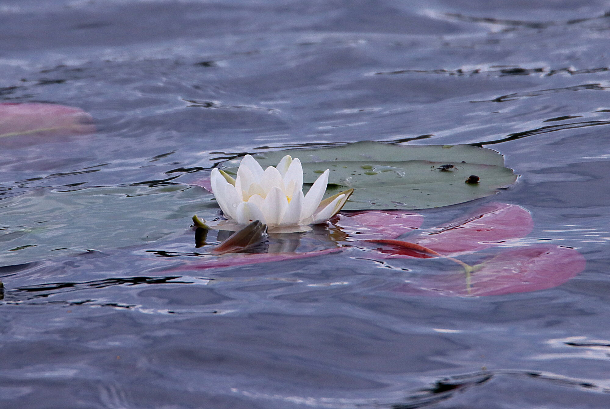 Valokuvaaja: Irja Lehtinen Valokuvaaja: Irja Lehtinen