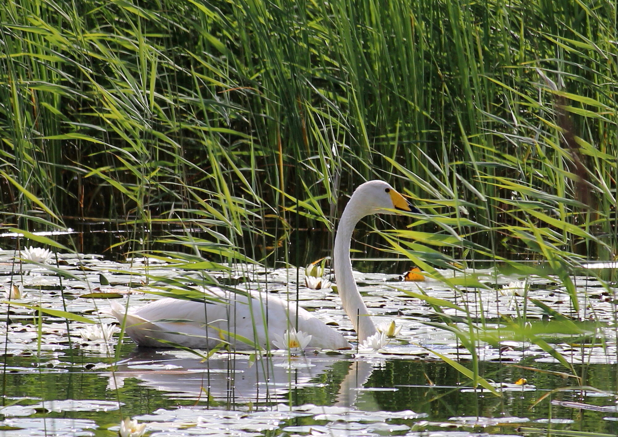 Valokuvaaja: Kirsi-Marja Joenpolvi