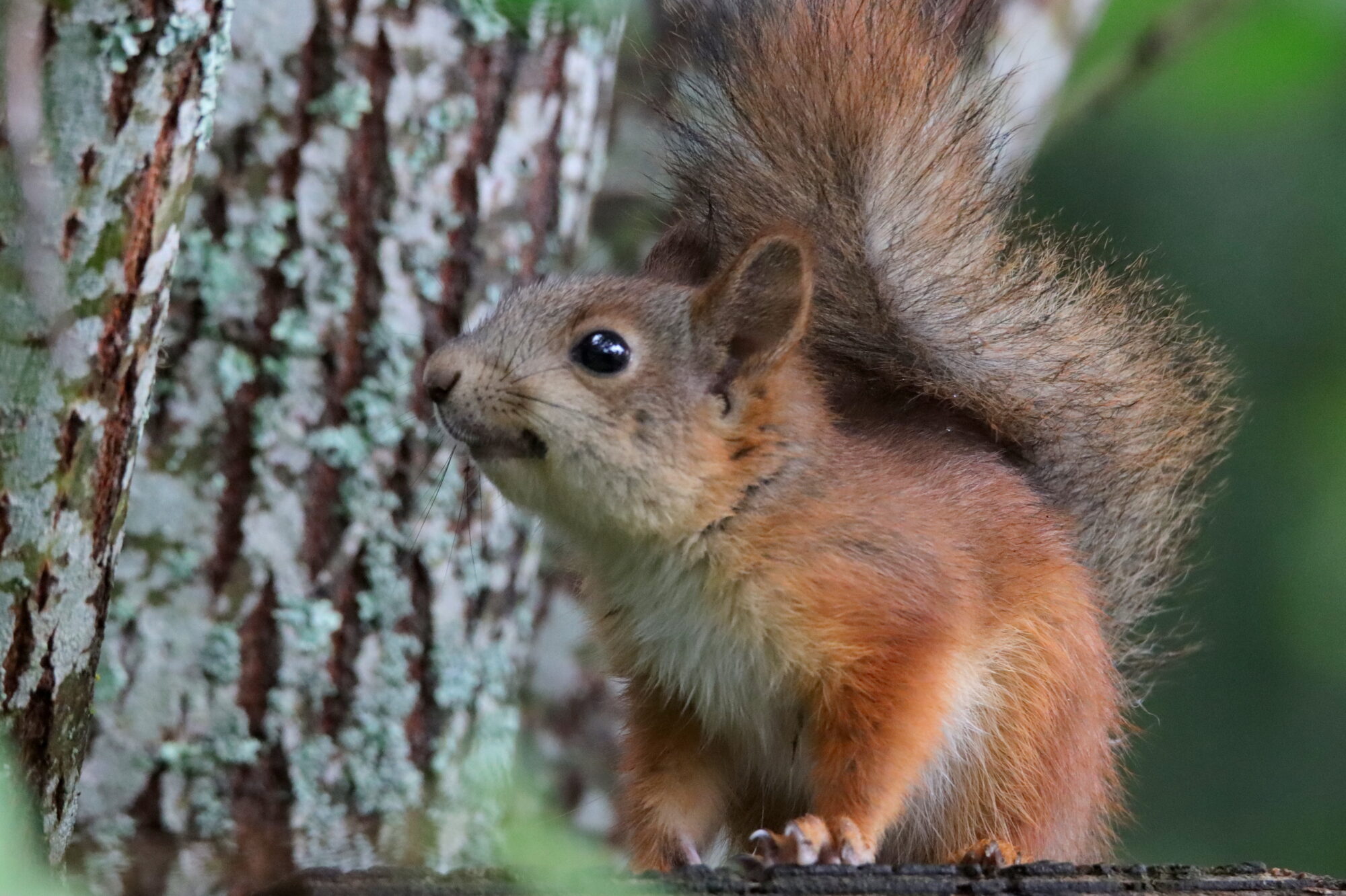 Valokuvaaja: Irja Lehtinen Valokuvaaja: Irja Lehtinen