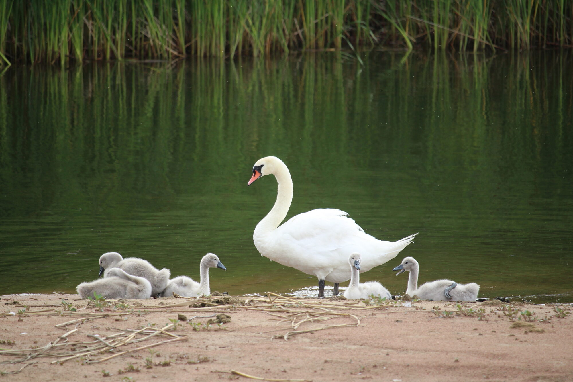 Valokuvaaja: Kirsi-Marja Joenpolvi