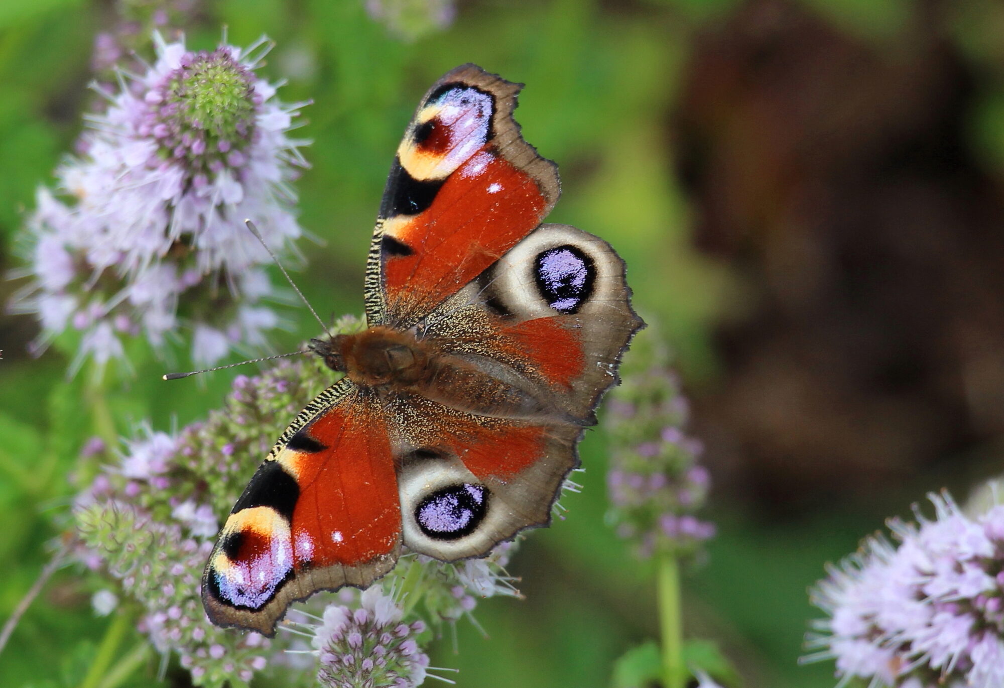 Valokuvaaja: Kirsi-Marja Joenpolvi