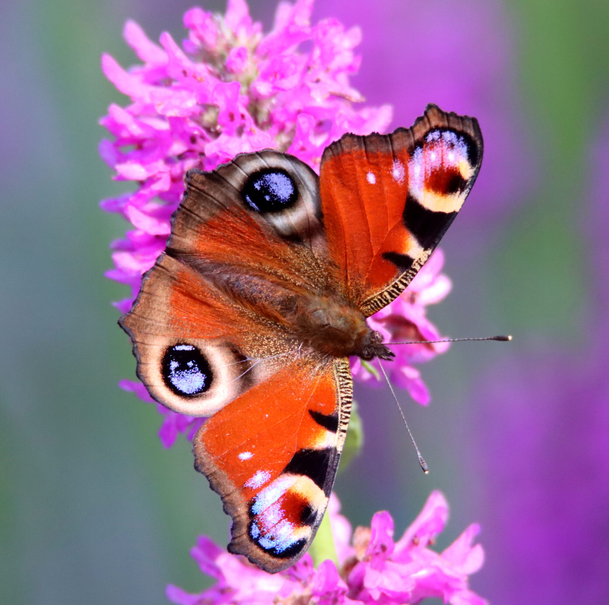 Valokuvaaja: Irja Lehtinen