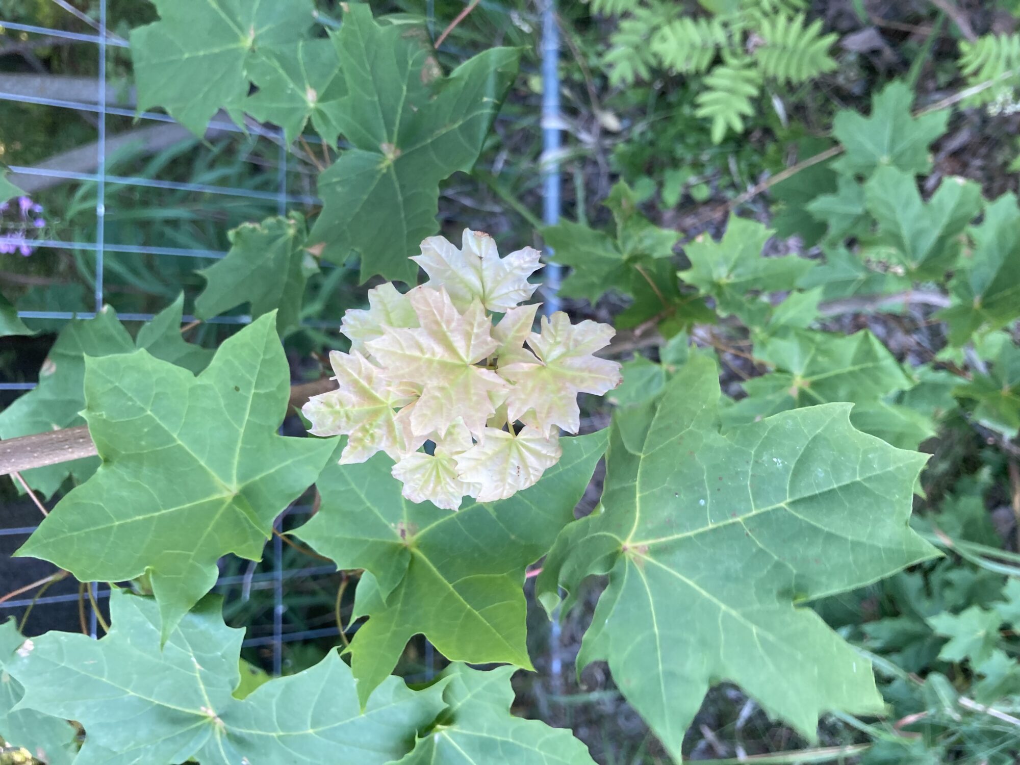 Valokuvaaja: Pirkko Tallgren