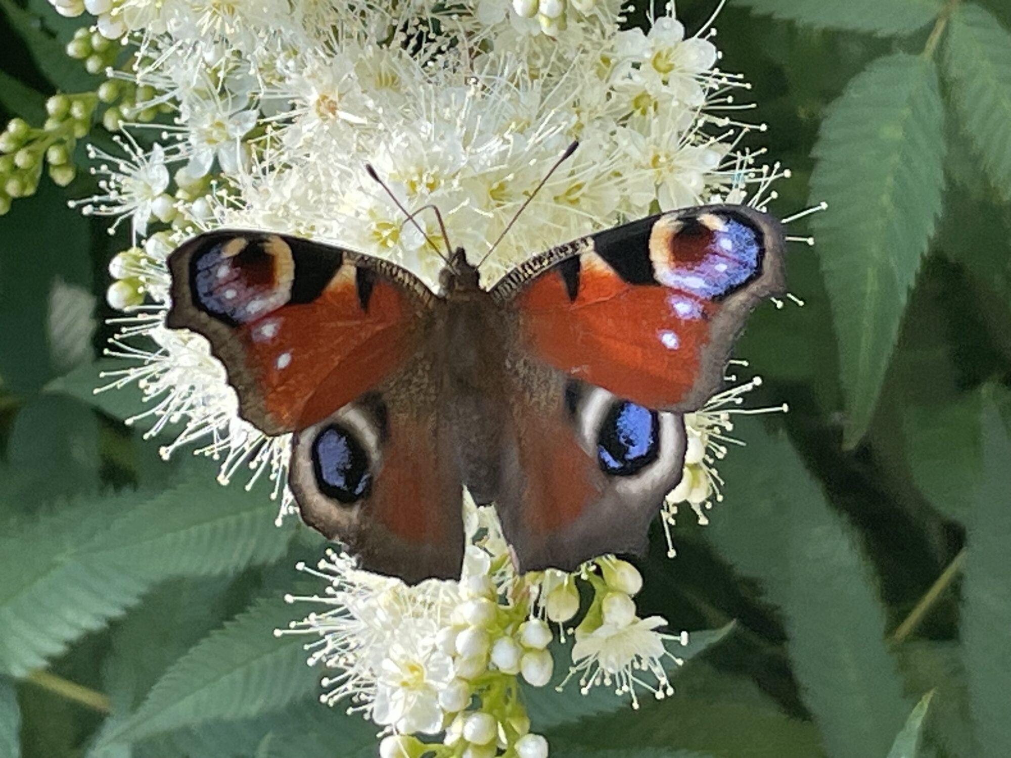 Valokuvaaja: Anna Havunta
