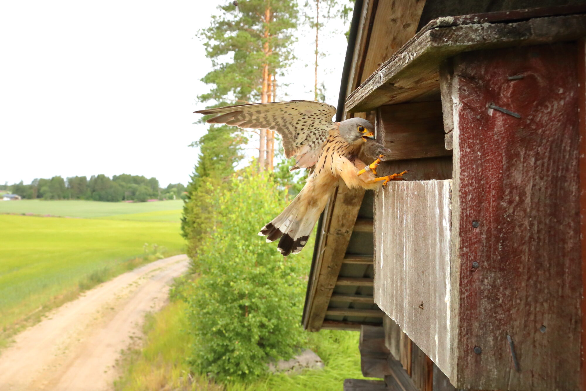 Valokuvaaja: Lasse Kokko