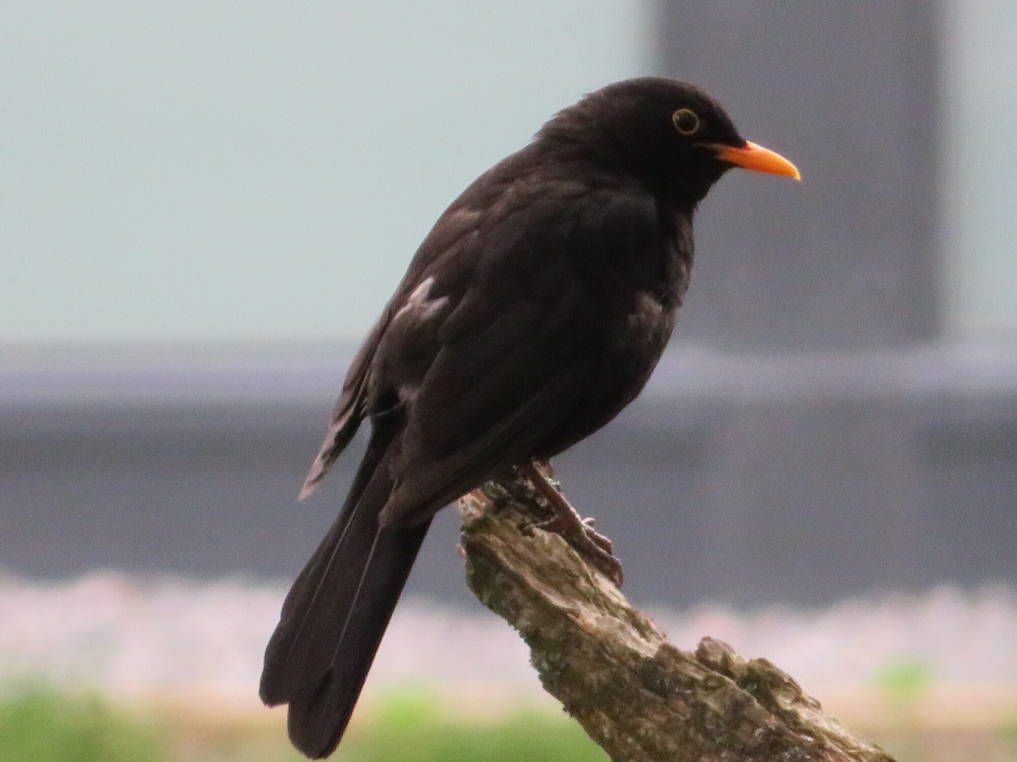 Valokuvaaja: Risto Kangassalo