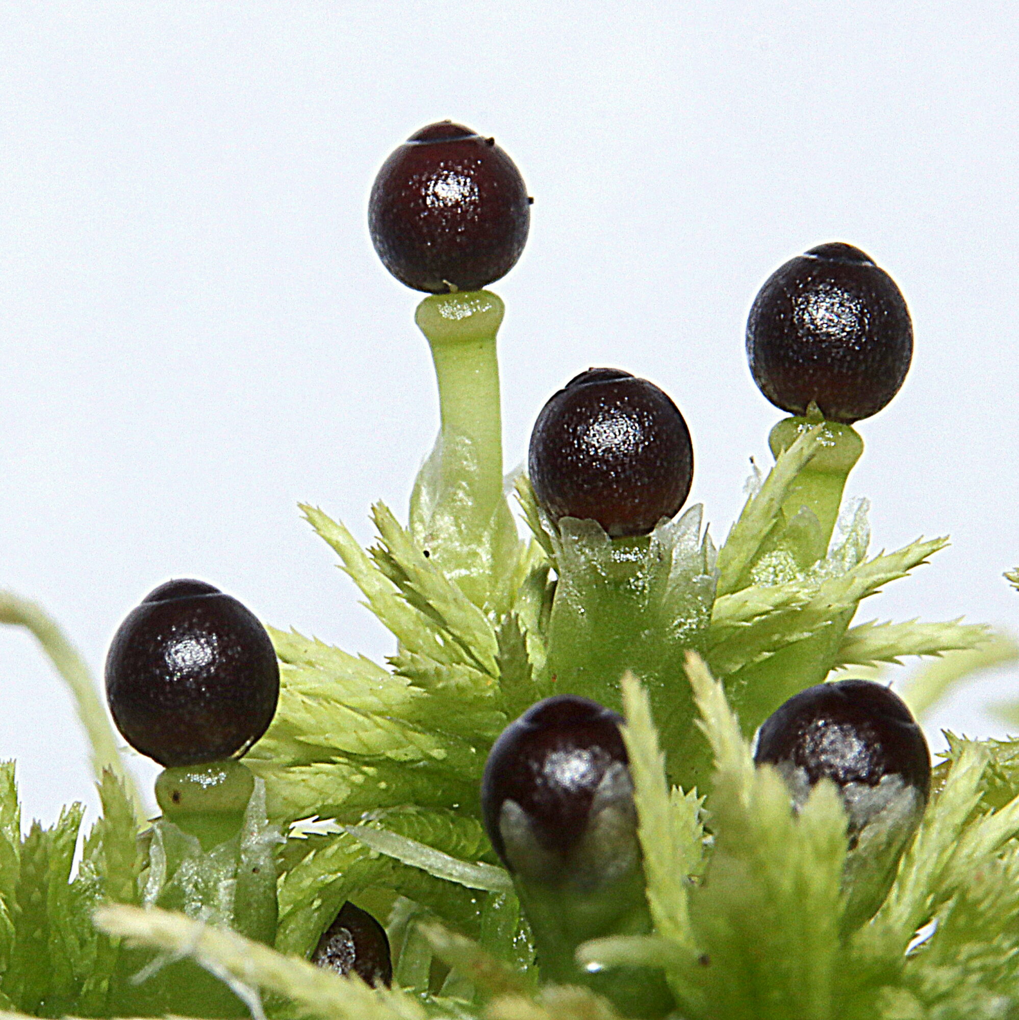 Valokuvaaja: Hannu Rasiranta