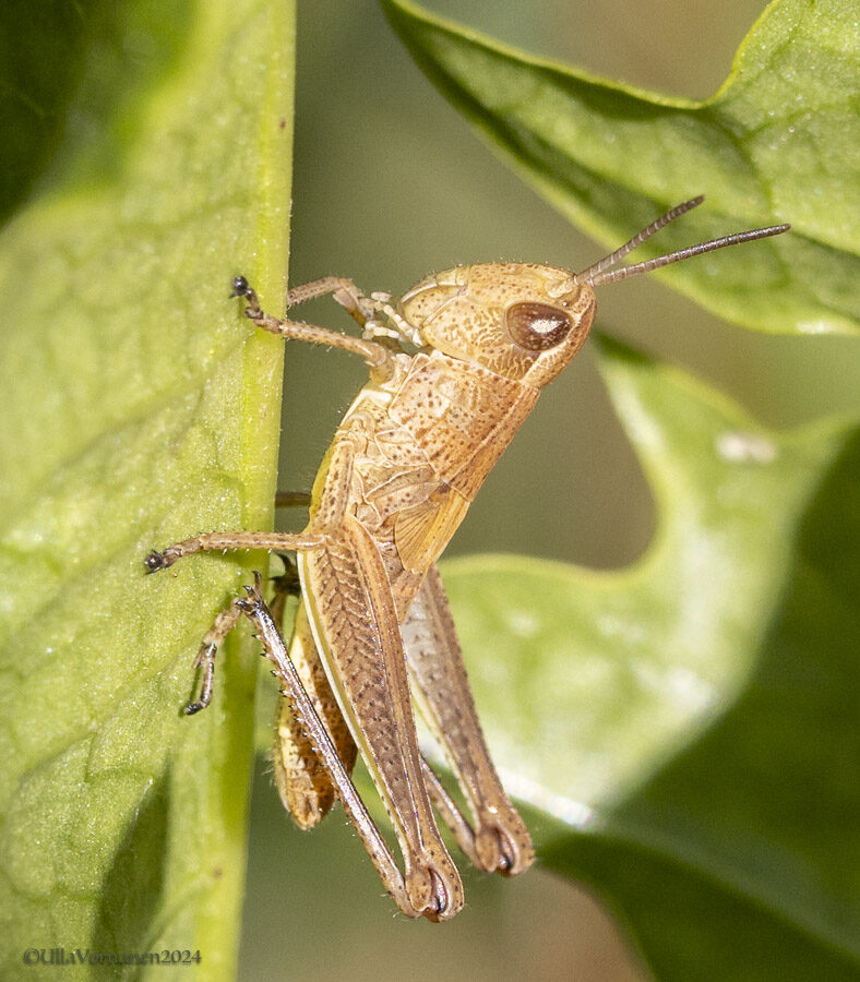 Valokuvaaja: Ulla Vornanen