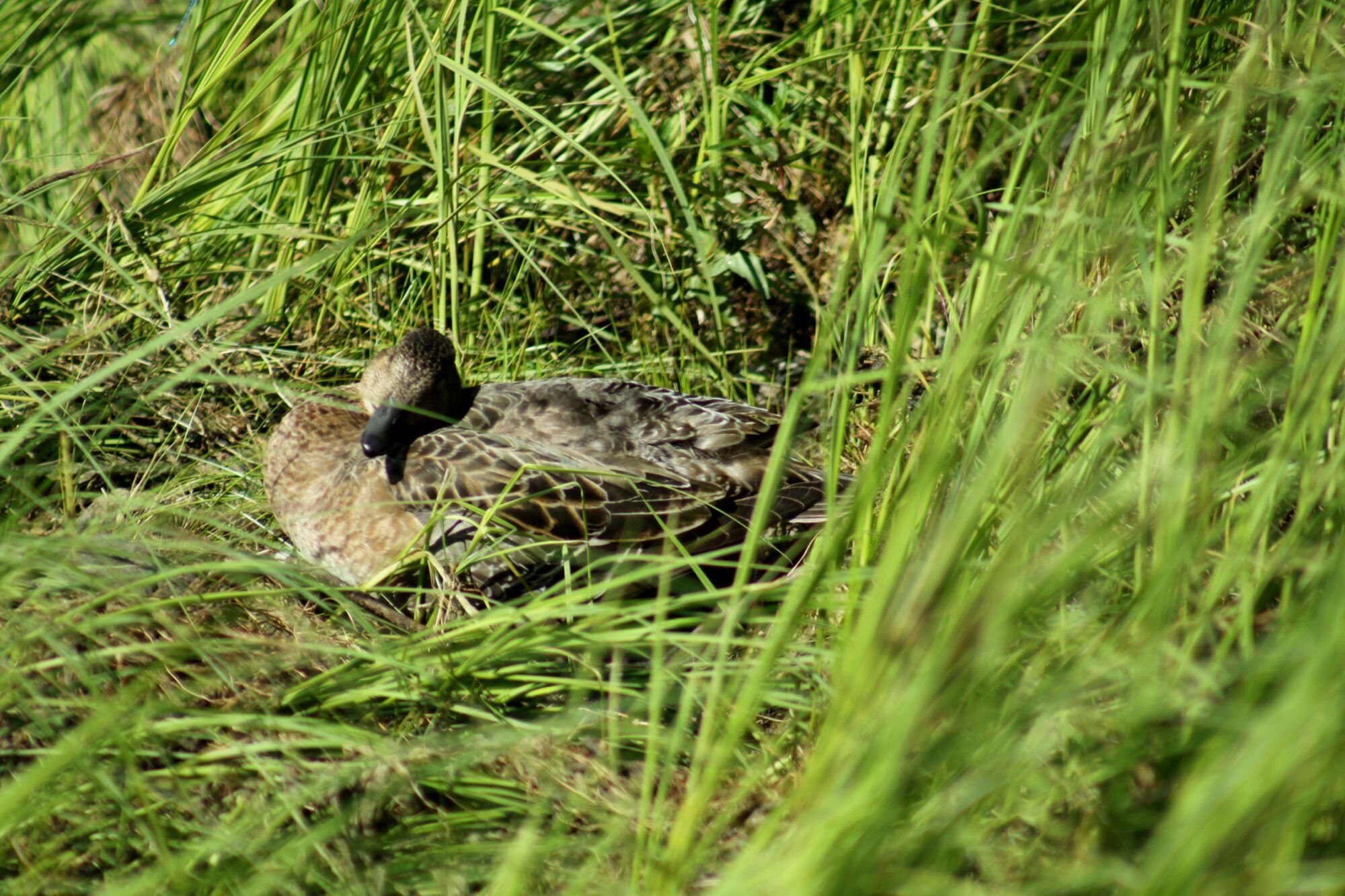 Valokuvaaja: Pirkko Siukonen