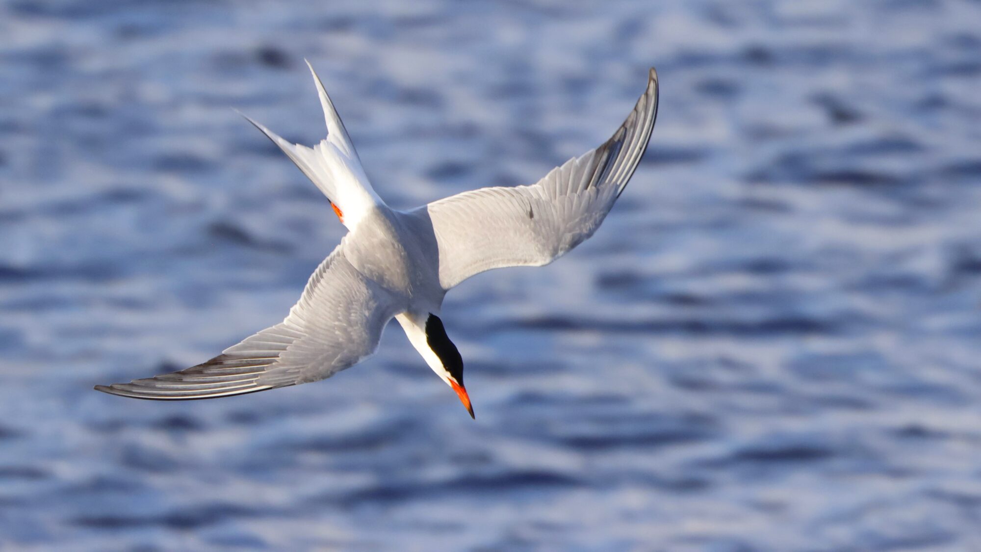 Valokuvaaja: TOMMI KUJALA Valokuvaaja: TOMMI KUJALA