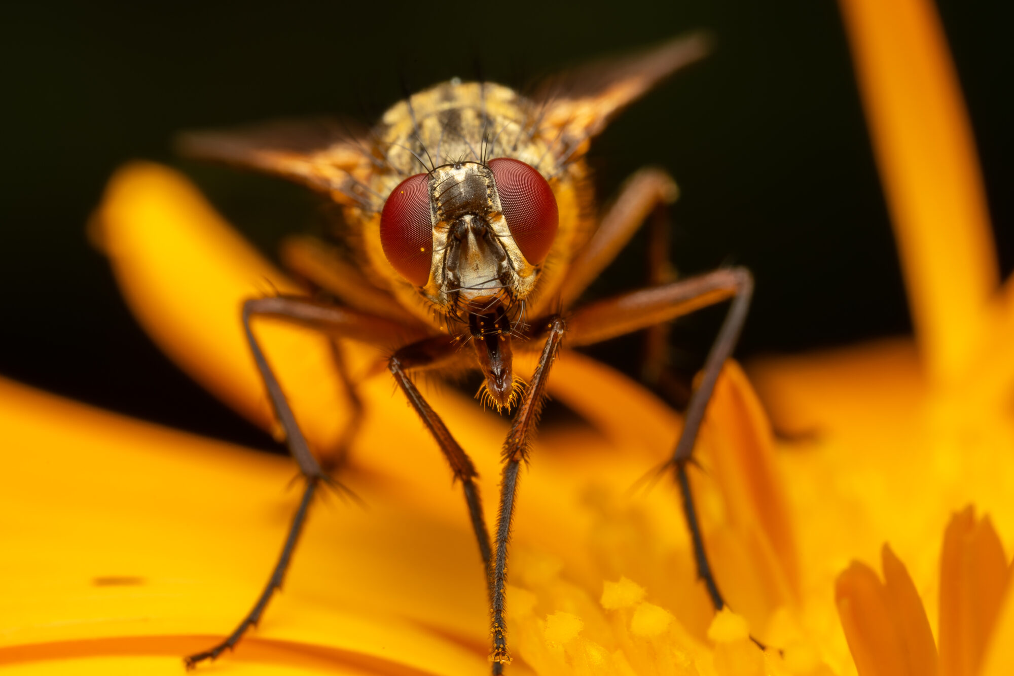 Valokuvaaja: TOMMI KUJALA