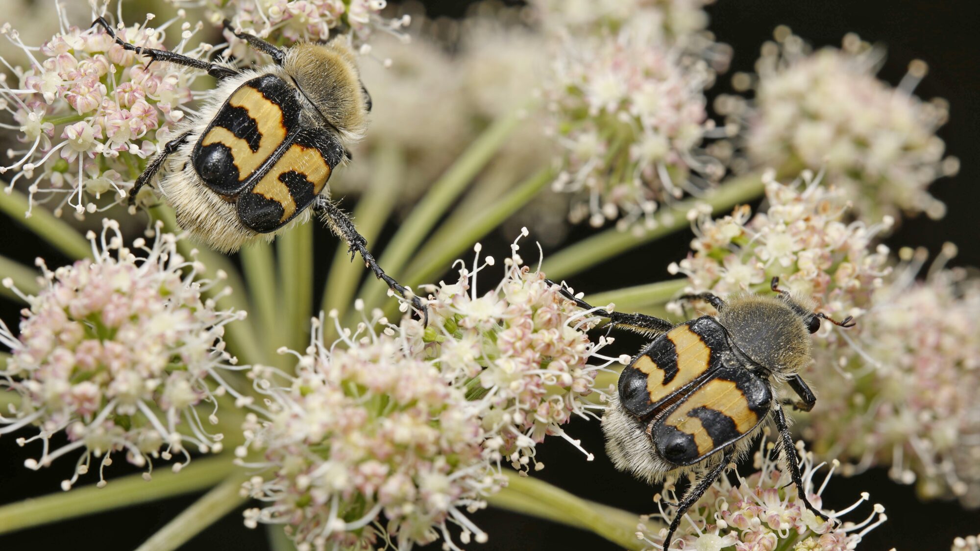 Valokuvaaja: TOMMI KUJALA