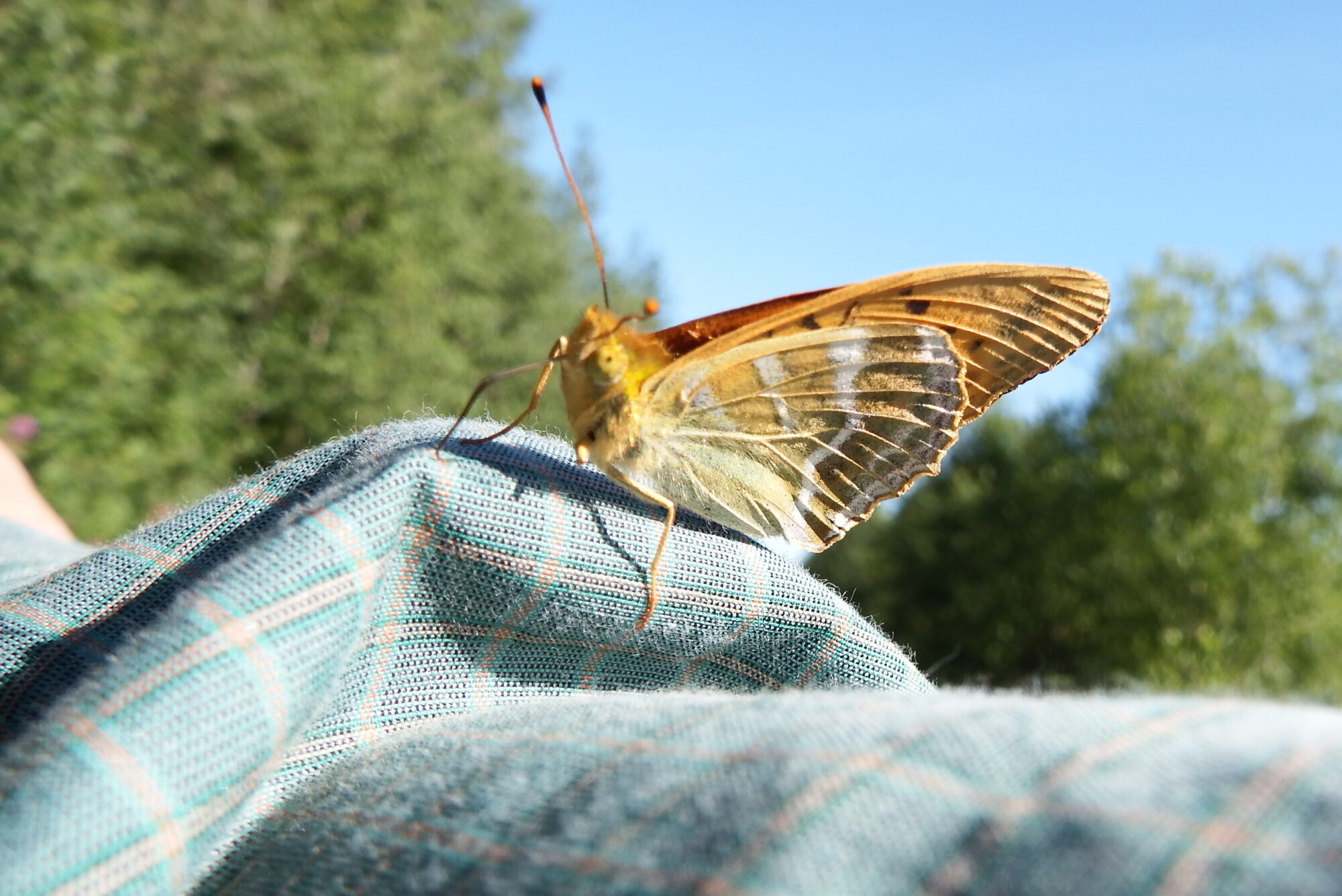 Valokuvaaja: Kaarlo Asikainen