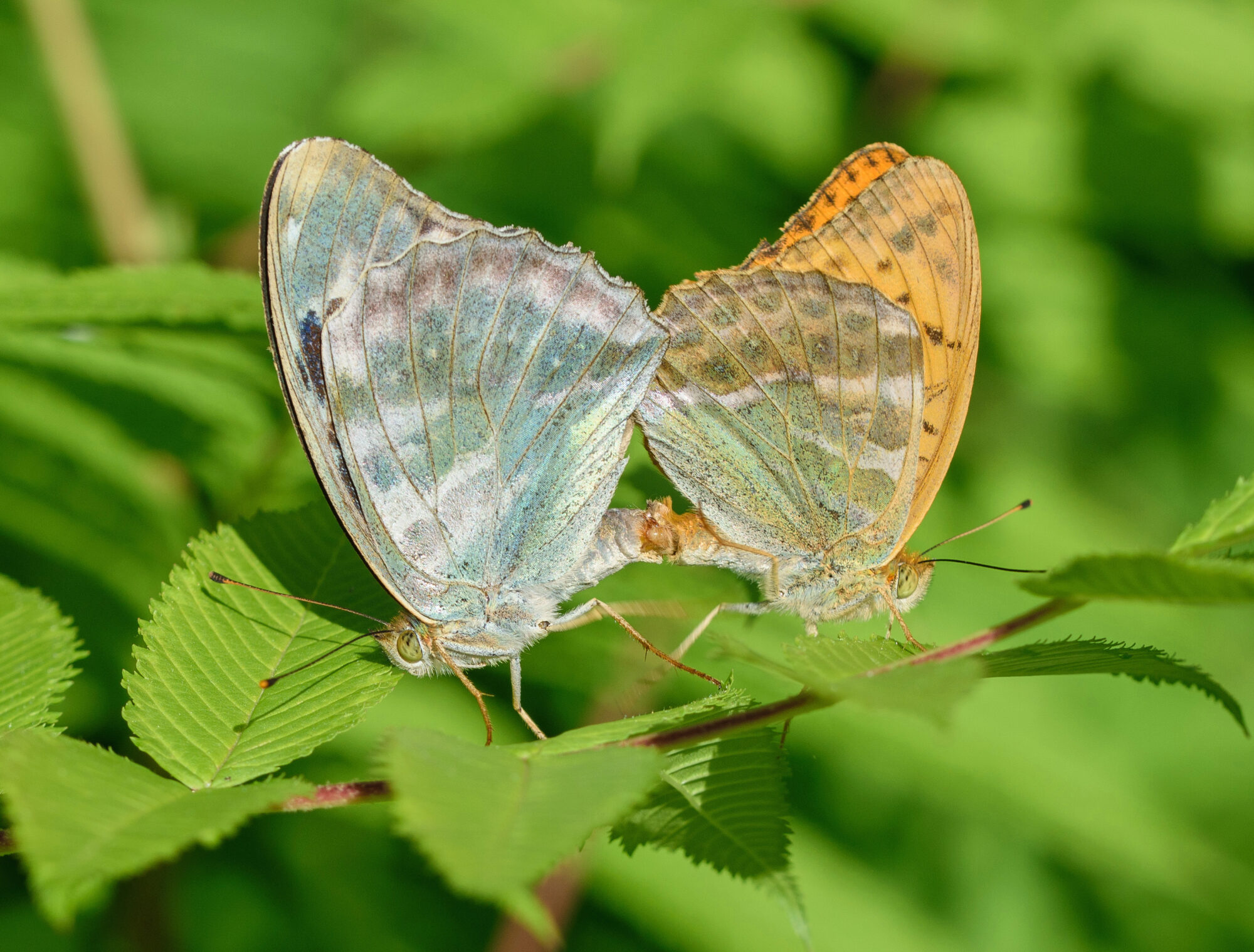 Valokuvaaja: Päivi Mustonen