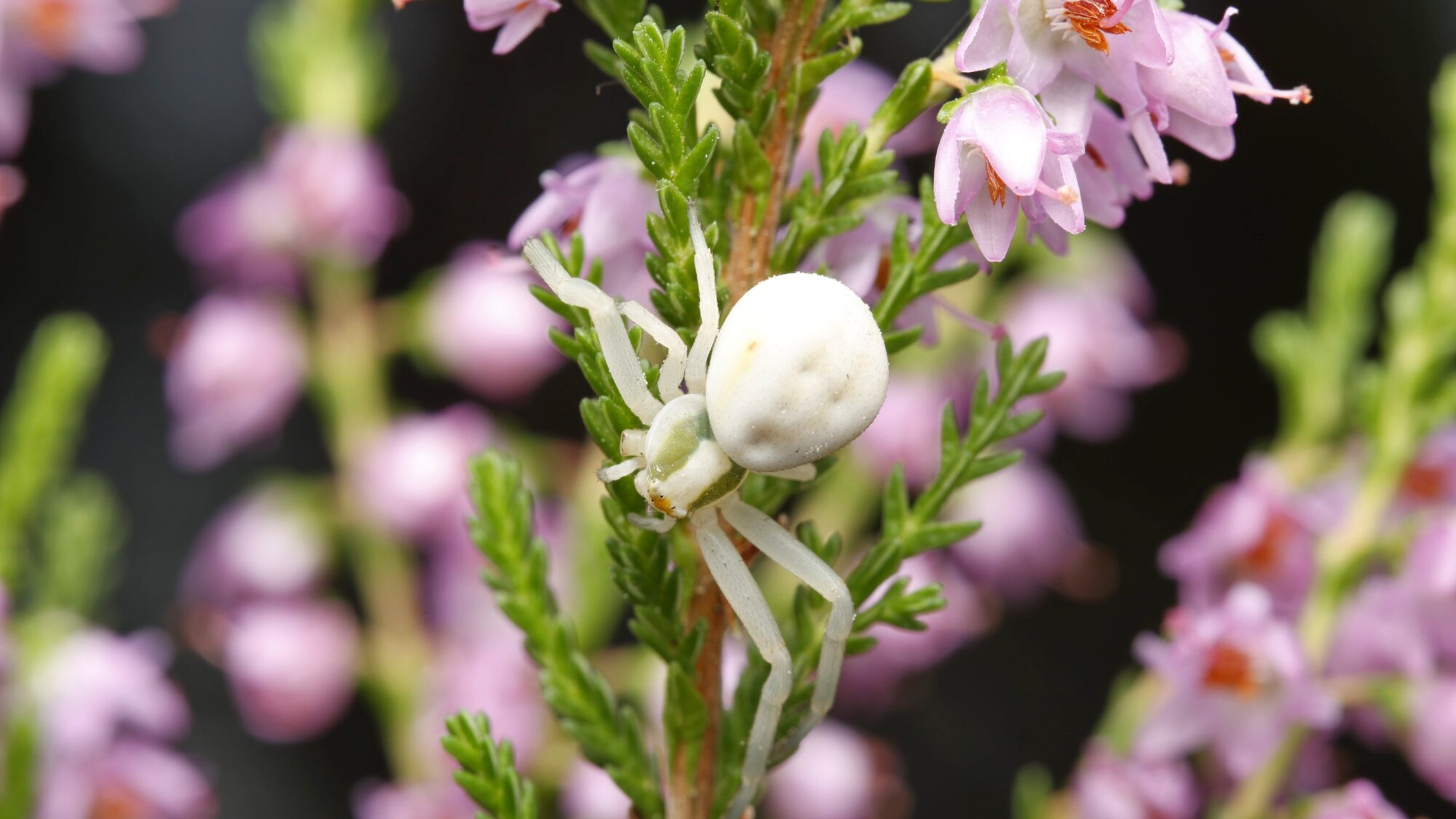 Valokuvaaja: TOMMI KUJALA
