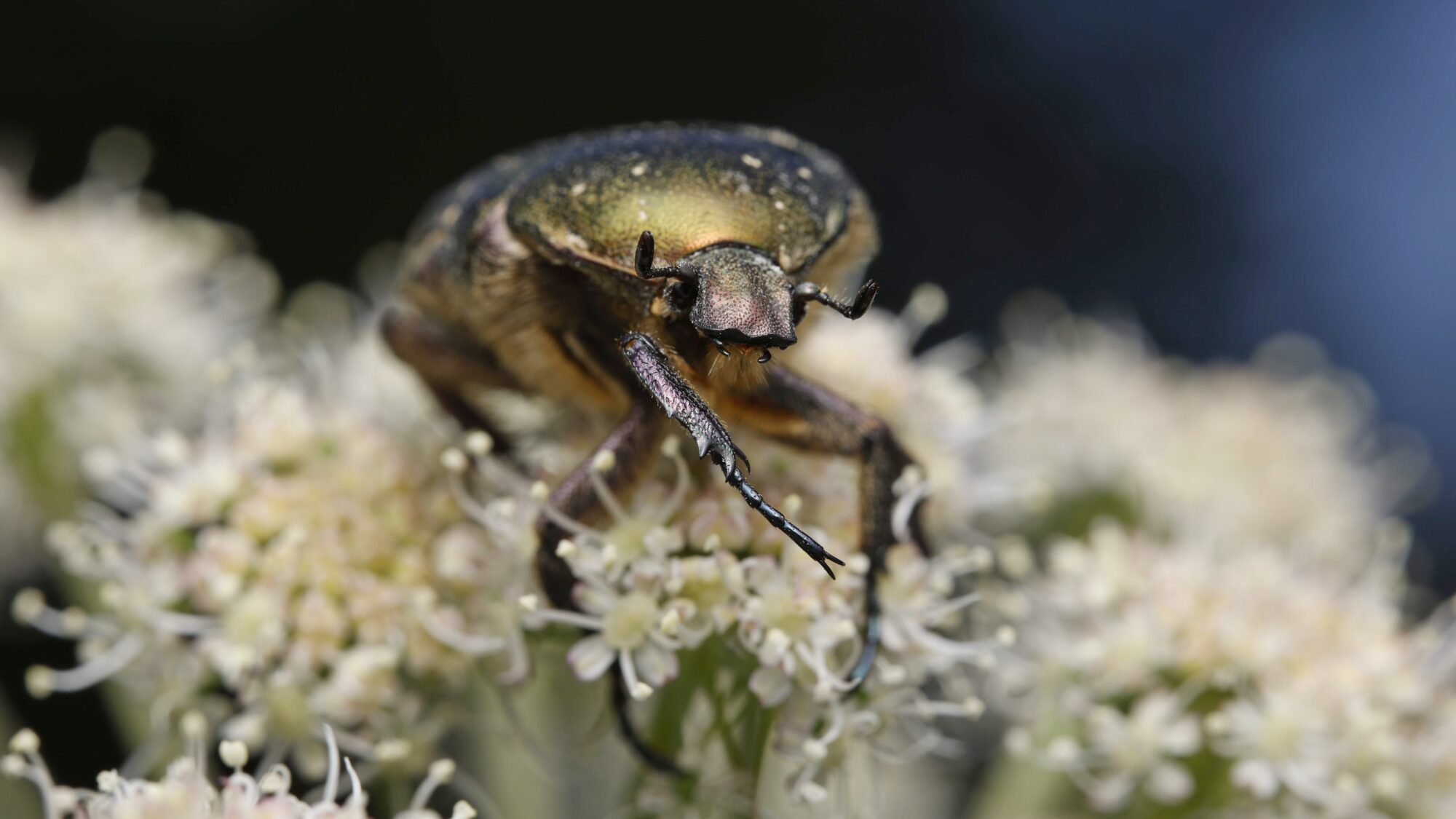 Valokuvaaja: TOMMI KUJALA