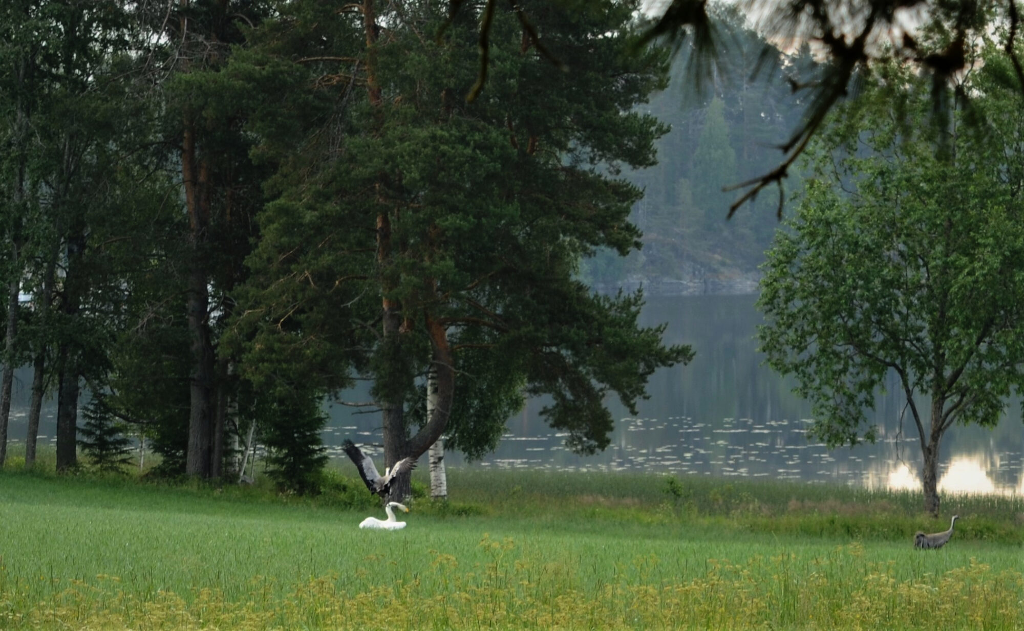 Valokuvaaja: Päivi Aikioniemi Valokuvaaja: Päivi Aikioniemi