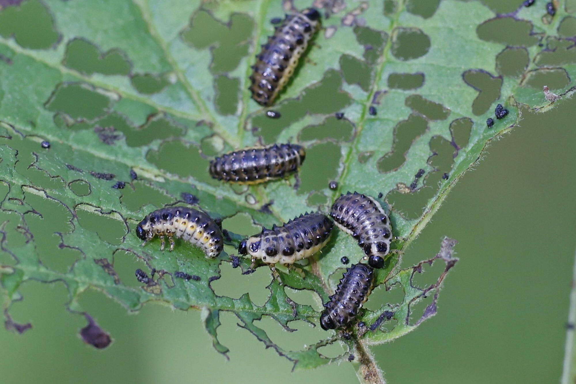 Valokuvaaja: TOMMI KUJALA