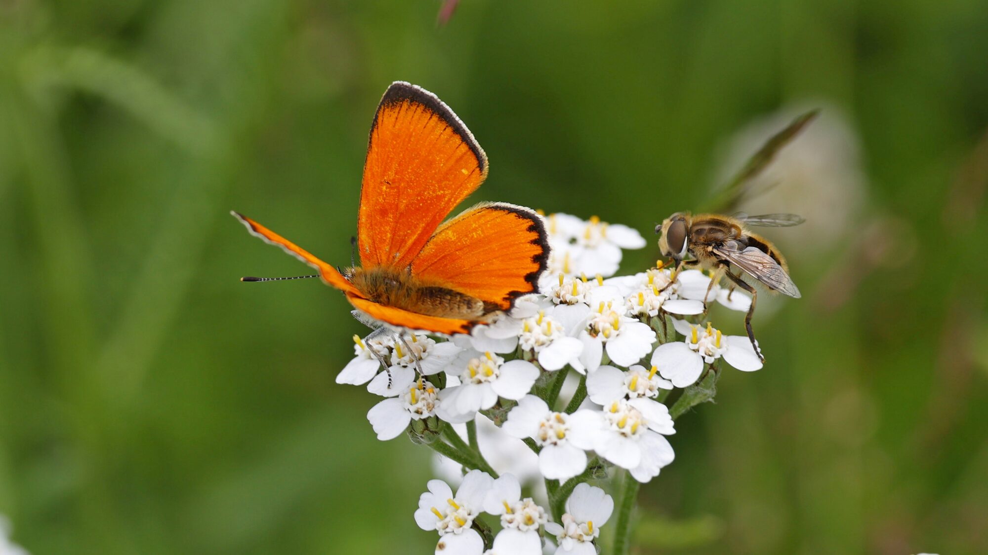 Valokuvaaja: TOMMI KUJALA
