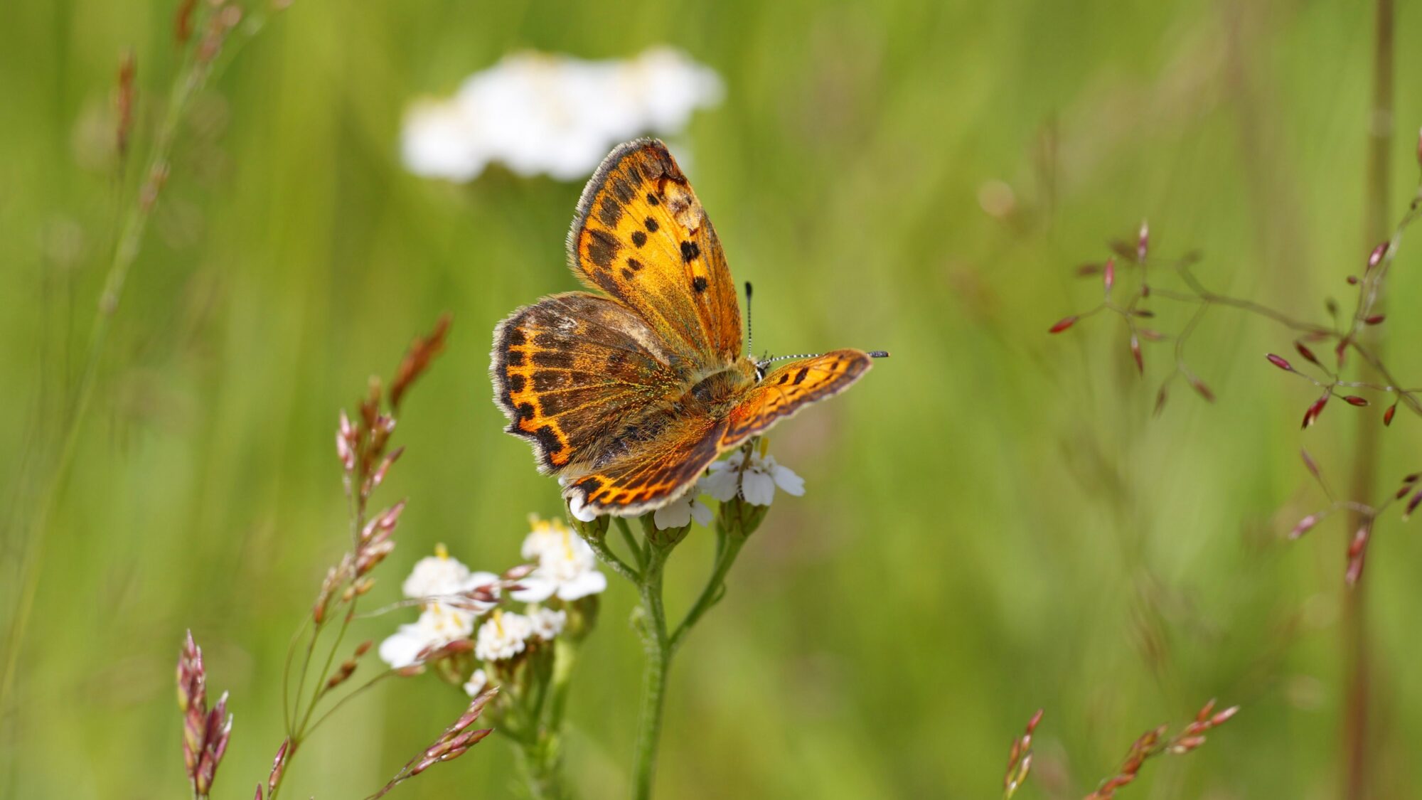 Valokuvaaja: TOMMI KUJALA