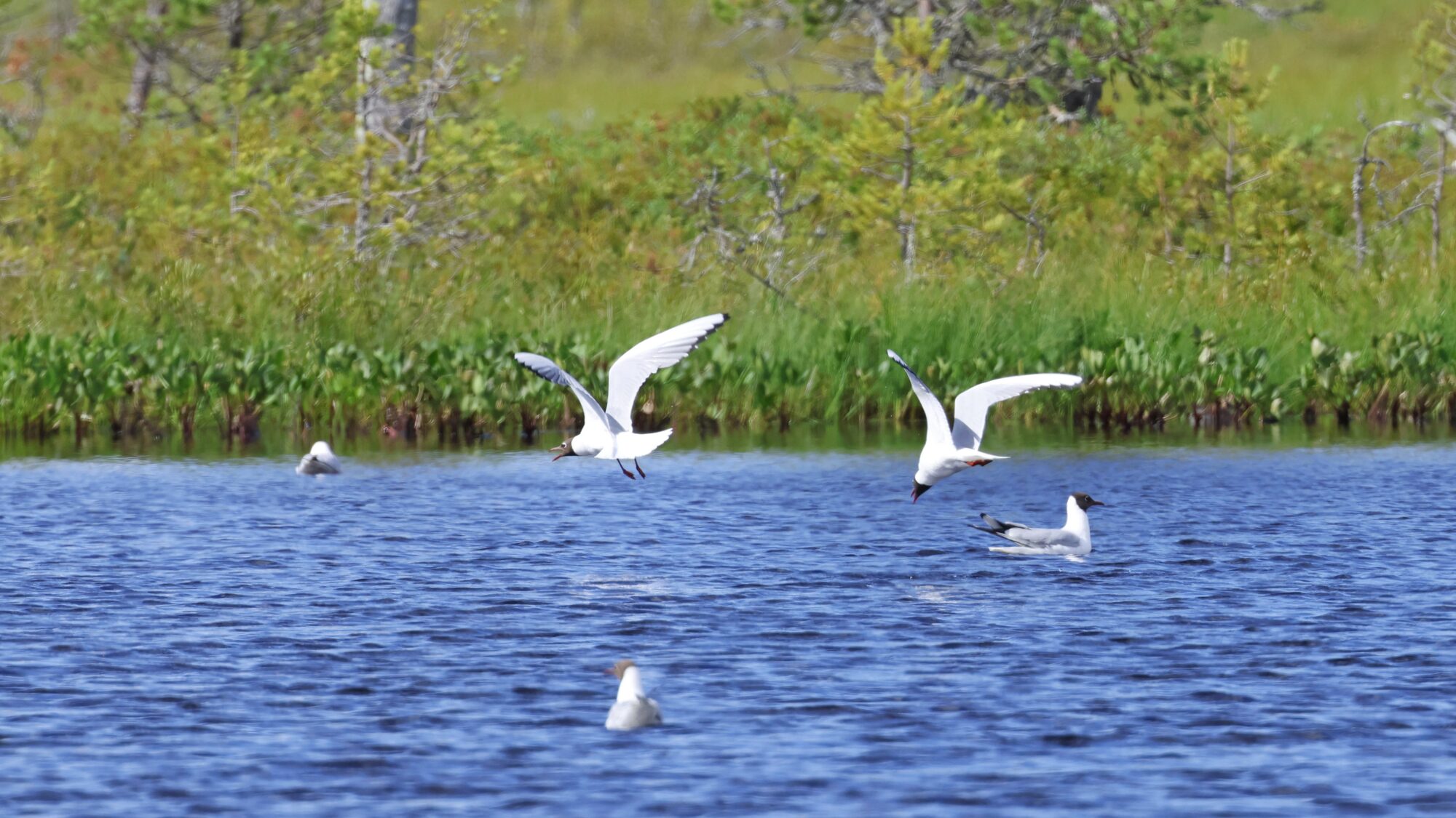 Valokuvaaja: TOMMI KUJALA