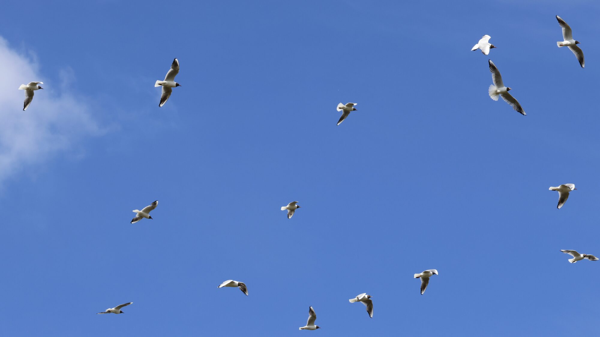 Valokuvaaja: TOMMI KUJALA Valokuvaaja: TOMMI KUJALA