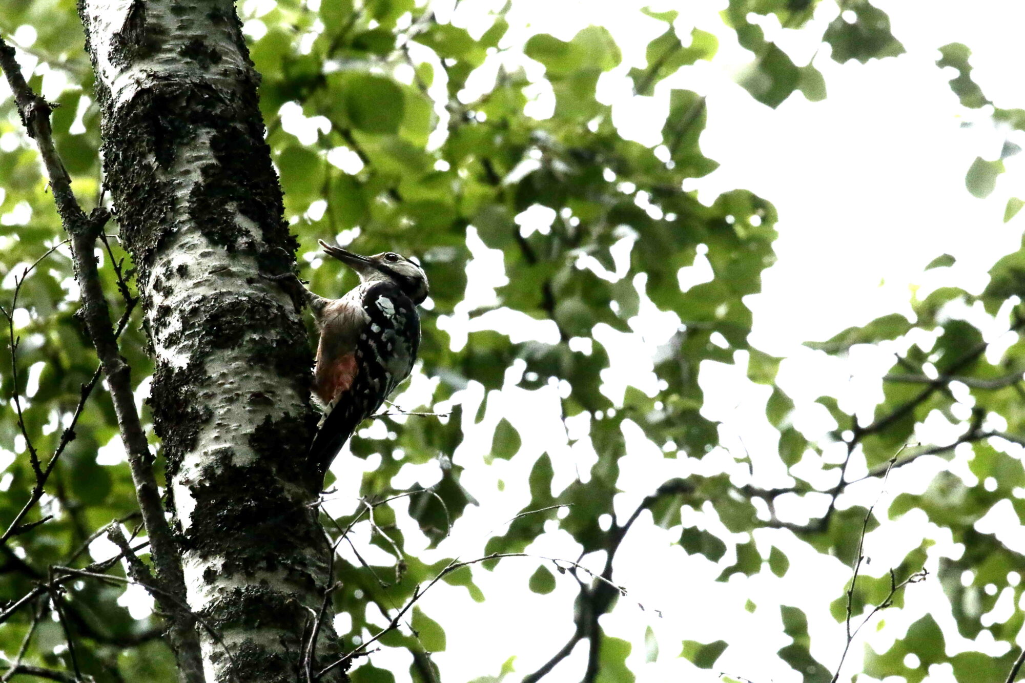 Valokuvaaja: Antero Tykkyläinen