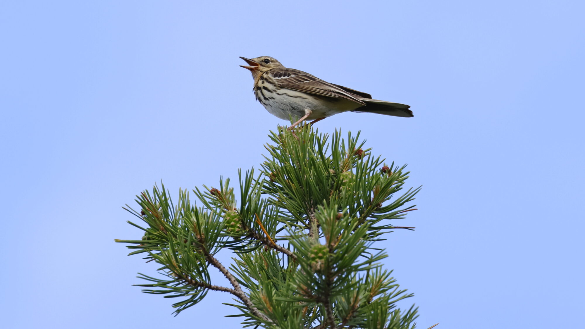 Valokuvaaja: TOMMI KUJALA