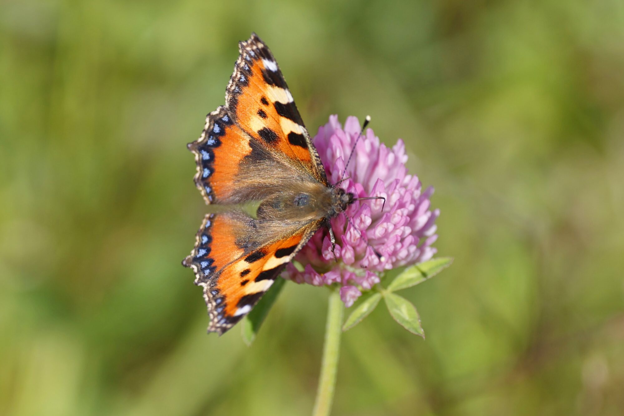 Valokuvaaja: TOMMI KUJALA