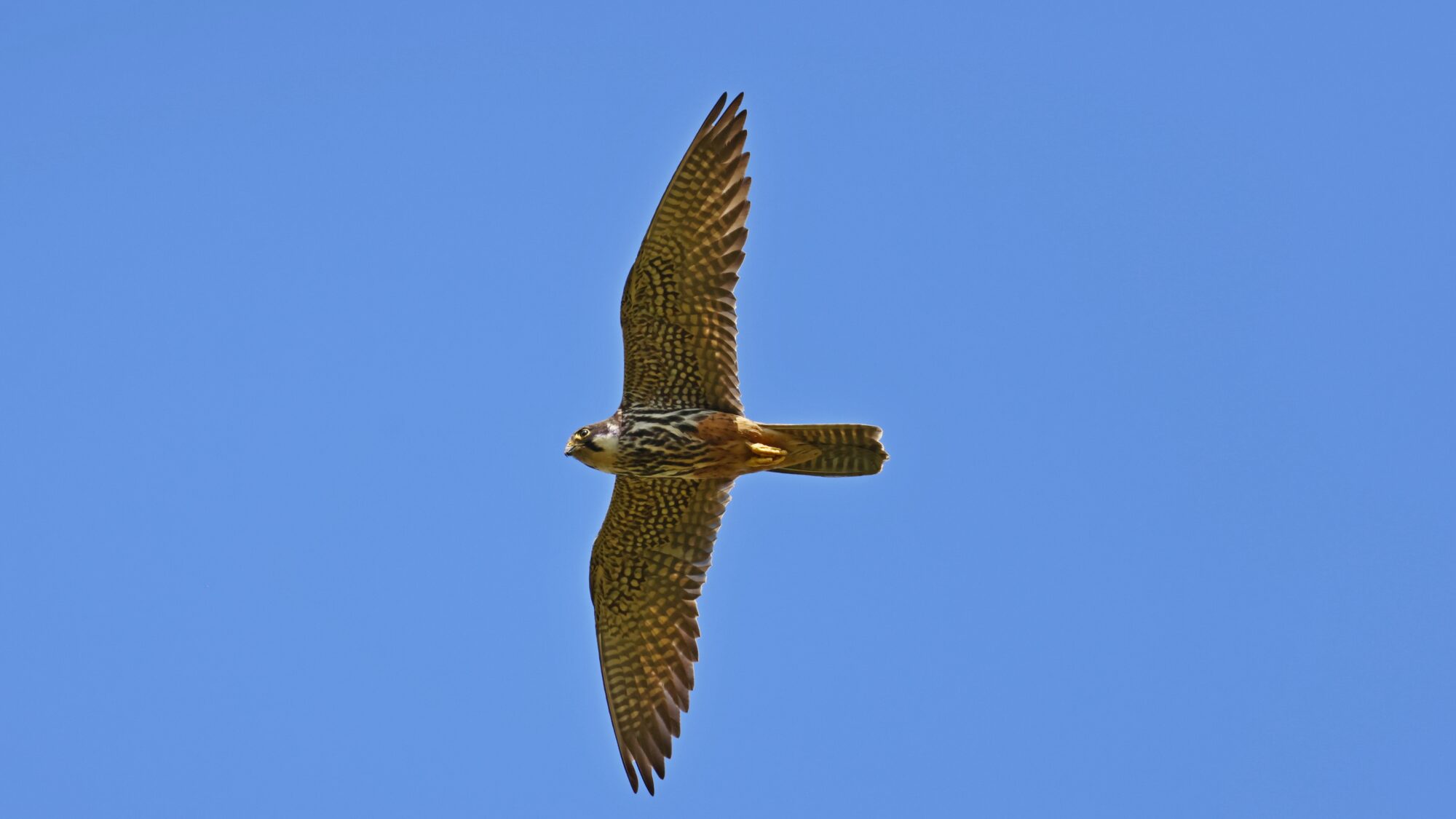 Valokuvaaja: TOMMI KUJALA