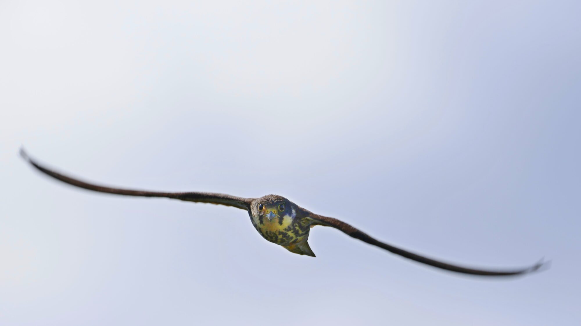 Valokuvaaja: TOMMI KUJALA