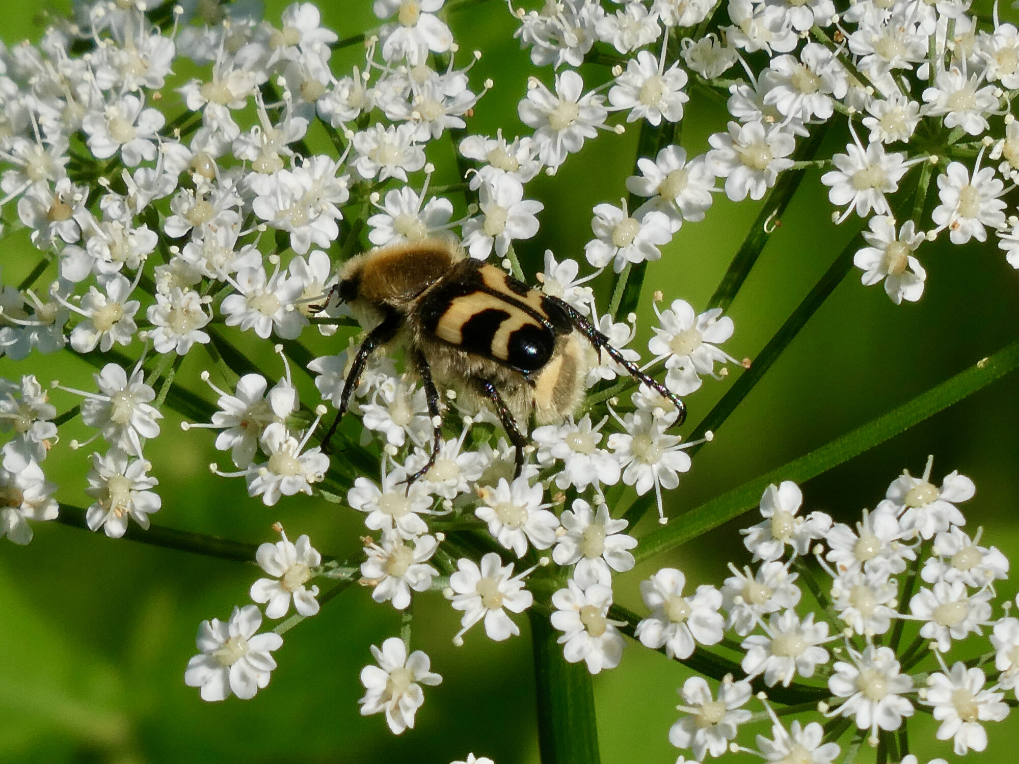 Valokuvaaja: Liisa Niiva-Korpela Valokuvaaja: Liisa Niiva-Korpela