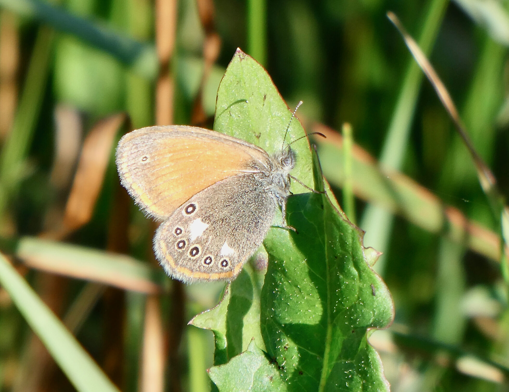 Valokuvaaja: Liisa Niiva-Korpela