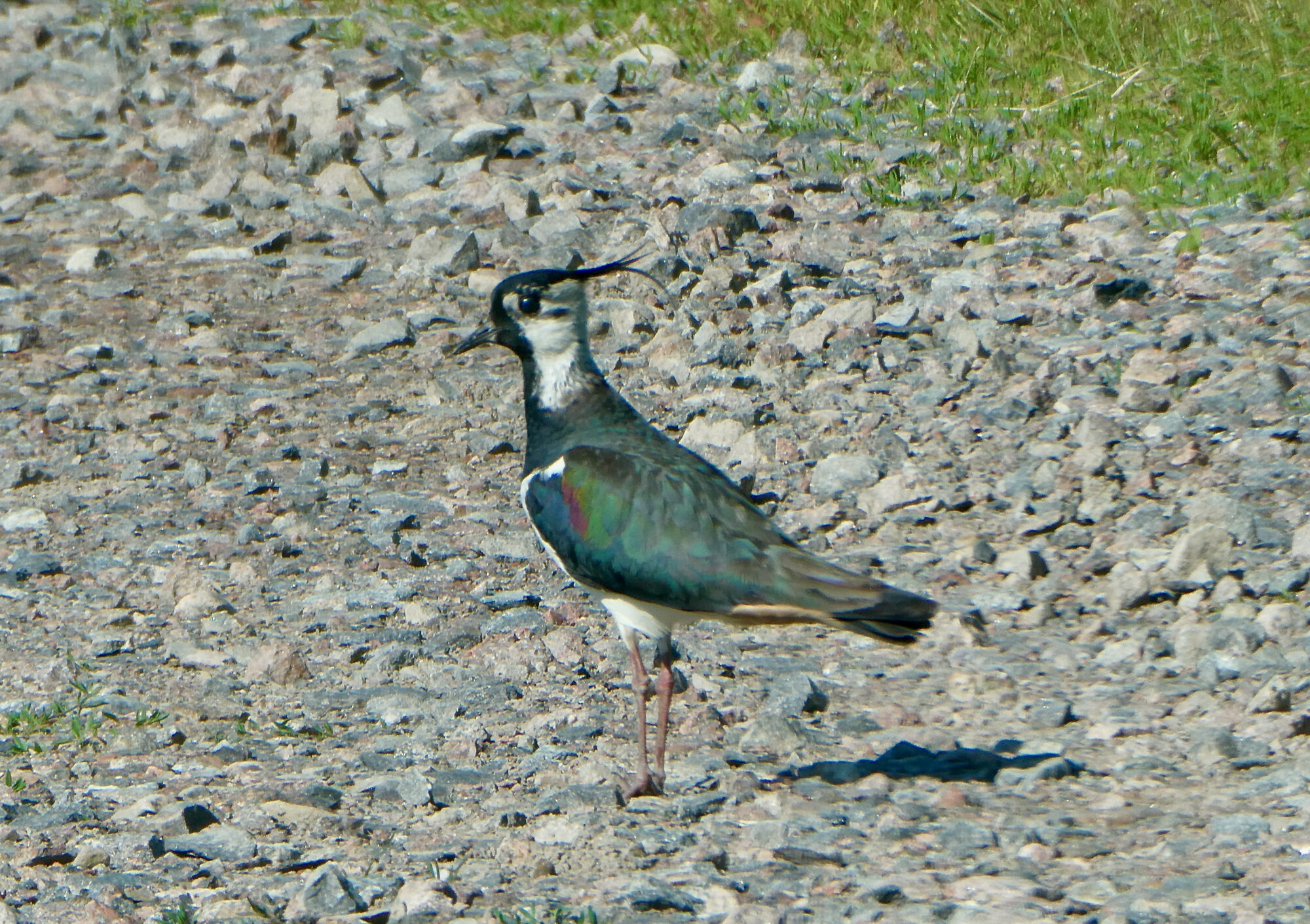 Valokuvaaja: Liisa Niiva-Korpela