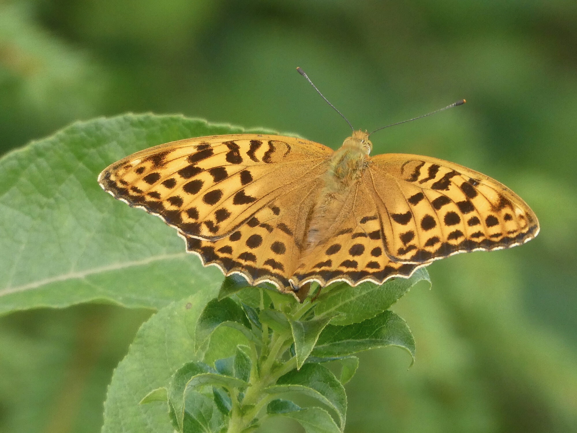 Valokuvaaja: Liisa Niiva-Korpela Valokuvaaja: Liisa Niiva-Korpela