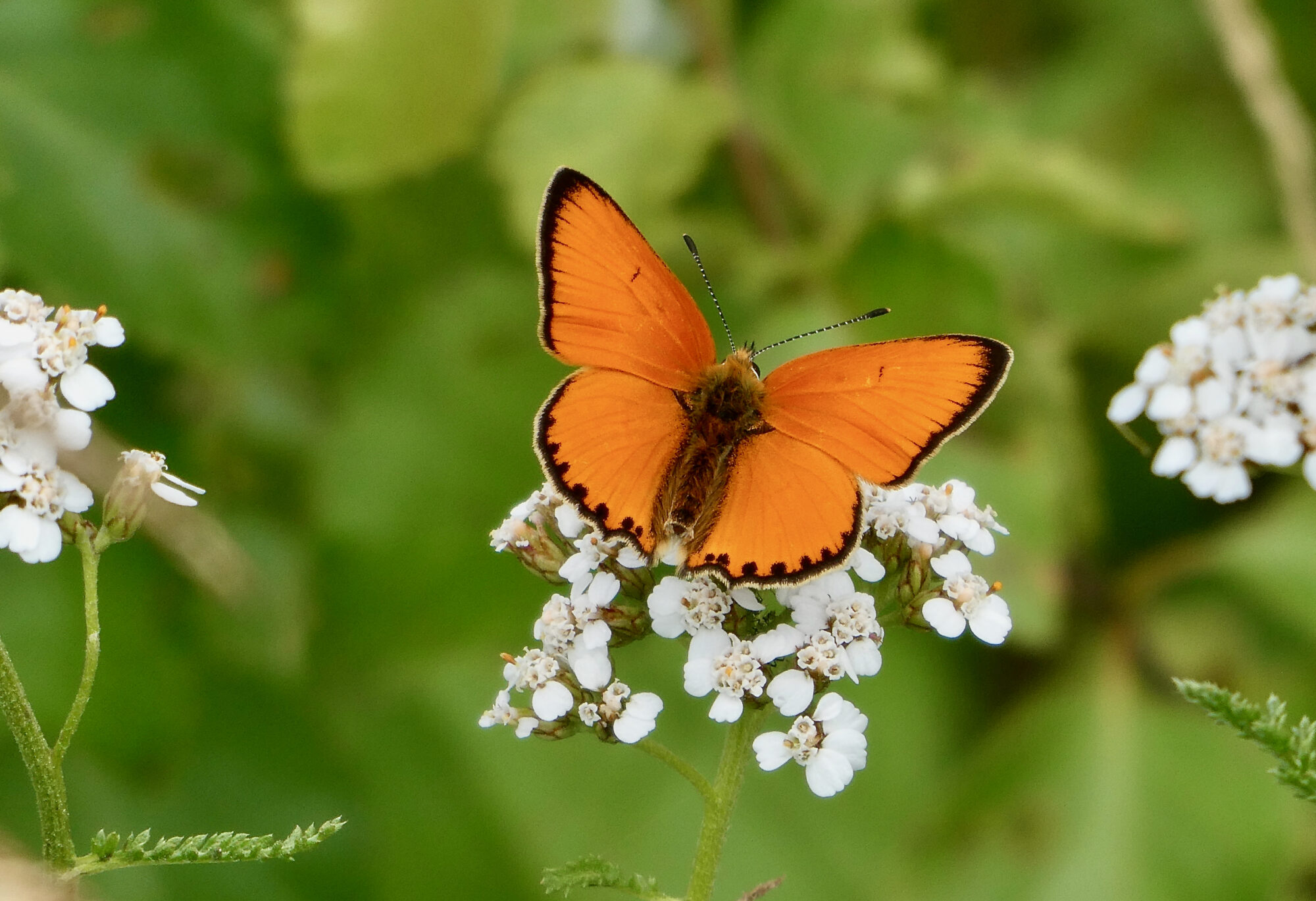 Valokuvaaja: Liisa Niiva-Korpela