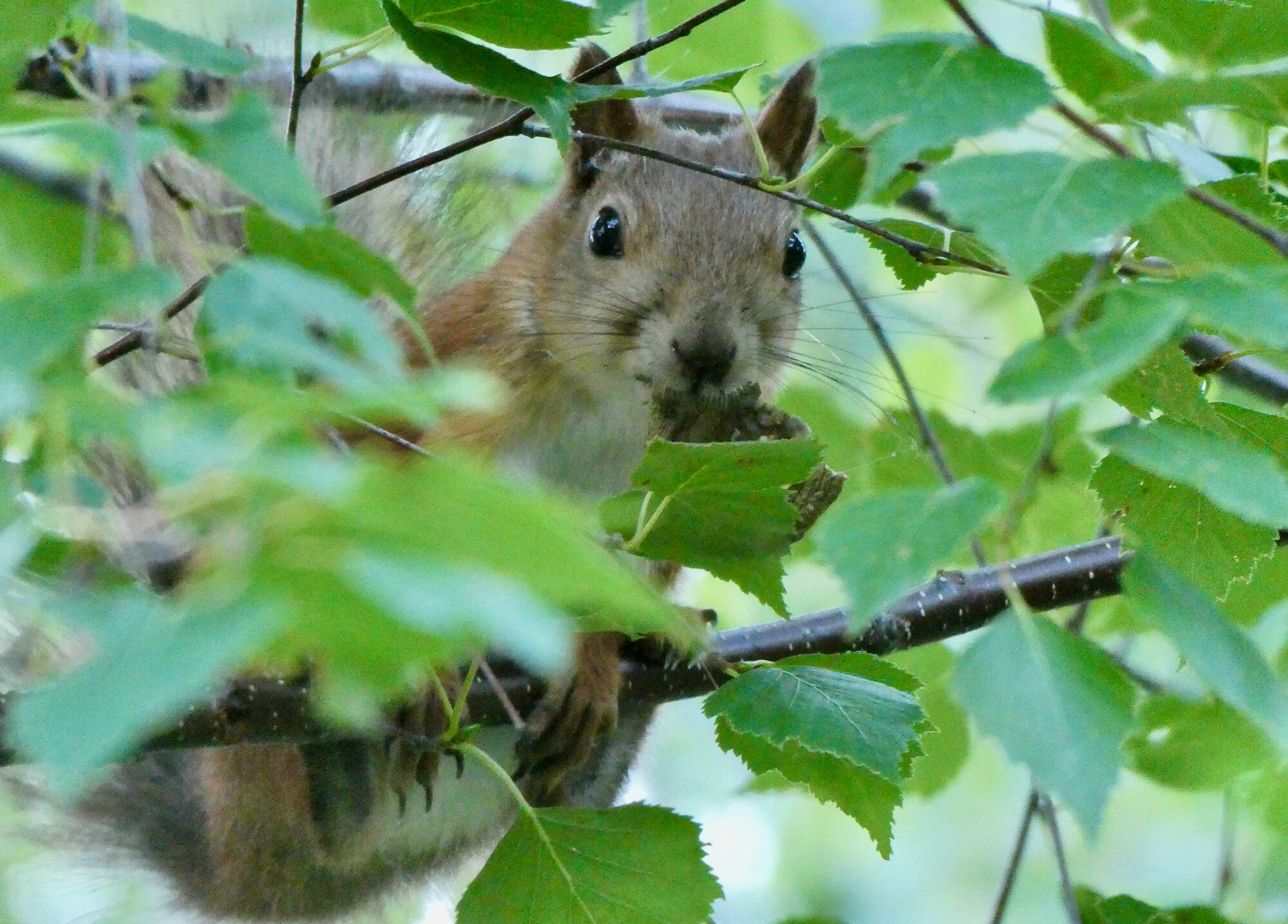 Valokuvaaja: Liisa Niiva-Korpela