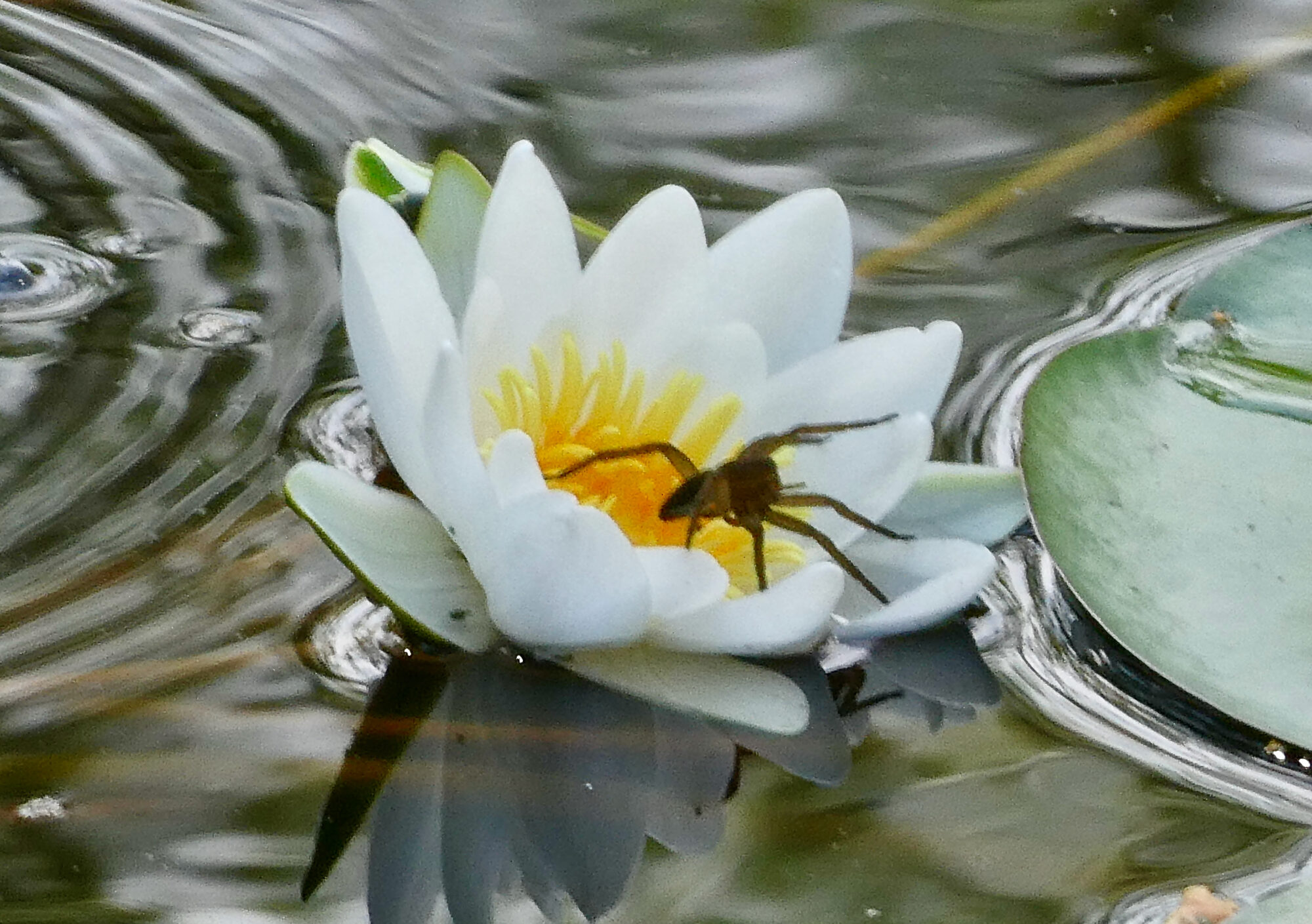 Valokuvaaja: Liisa Niiva-Korpela Valokuvaaja: Liisa Niiva-Korpela
