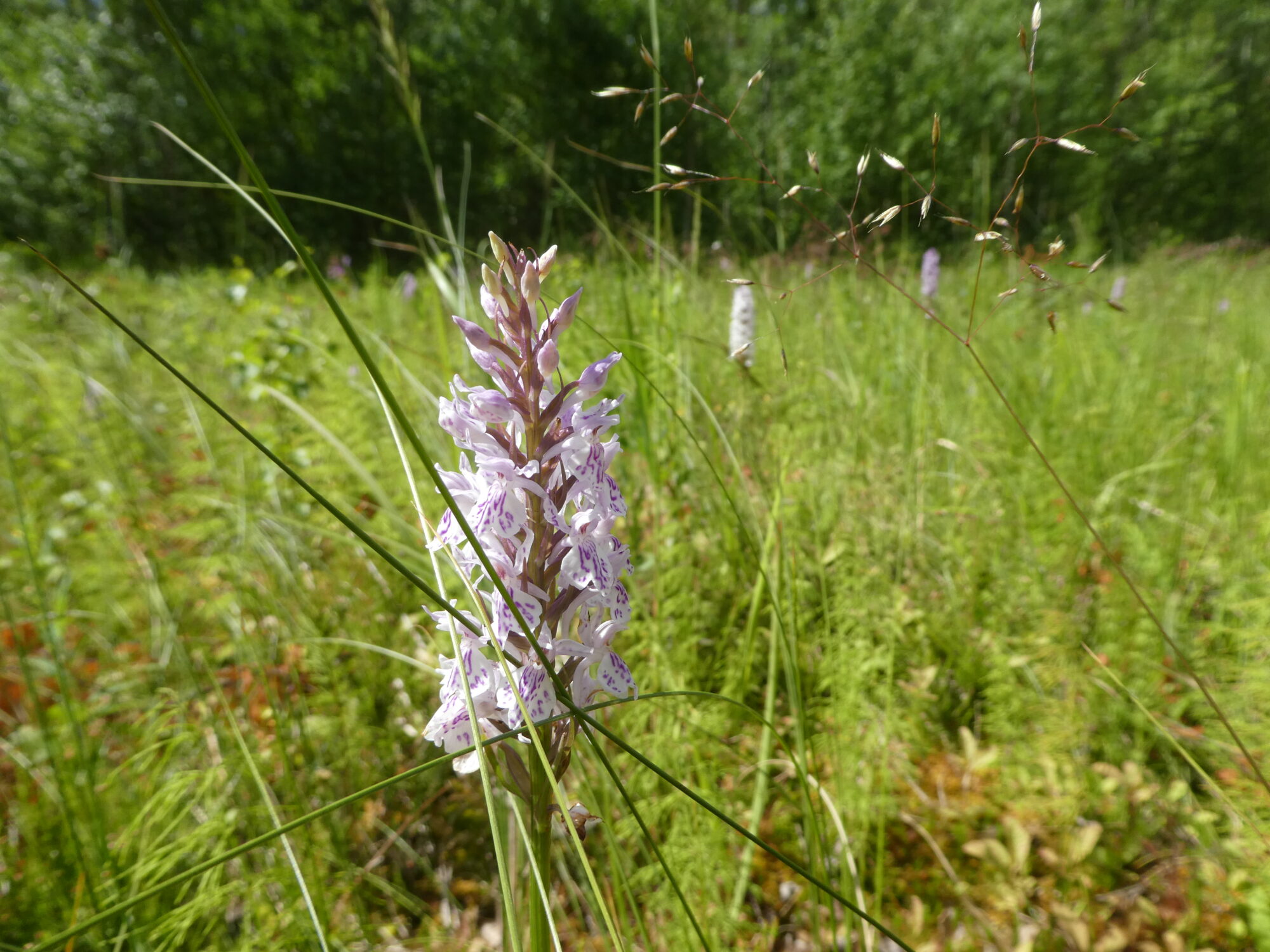 Valokuvaaja: Anja Mustamaa