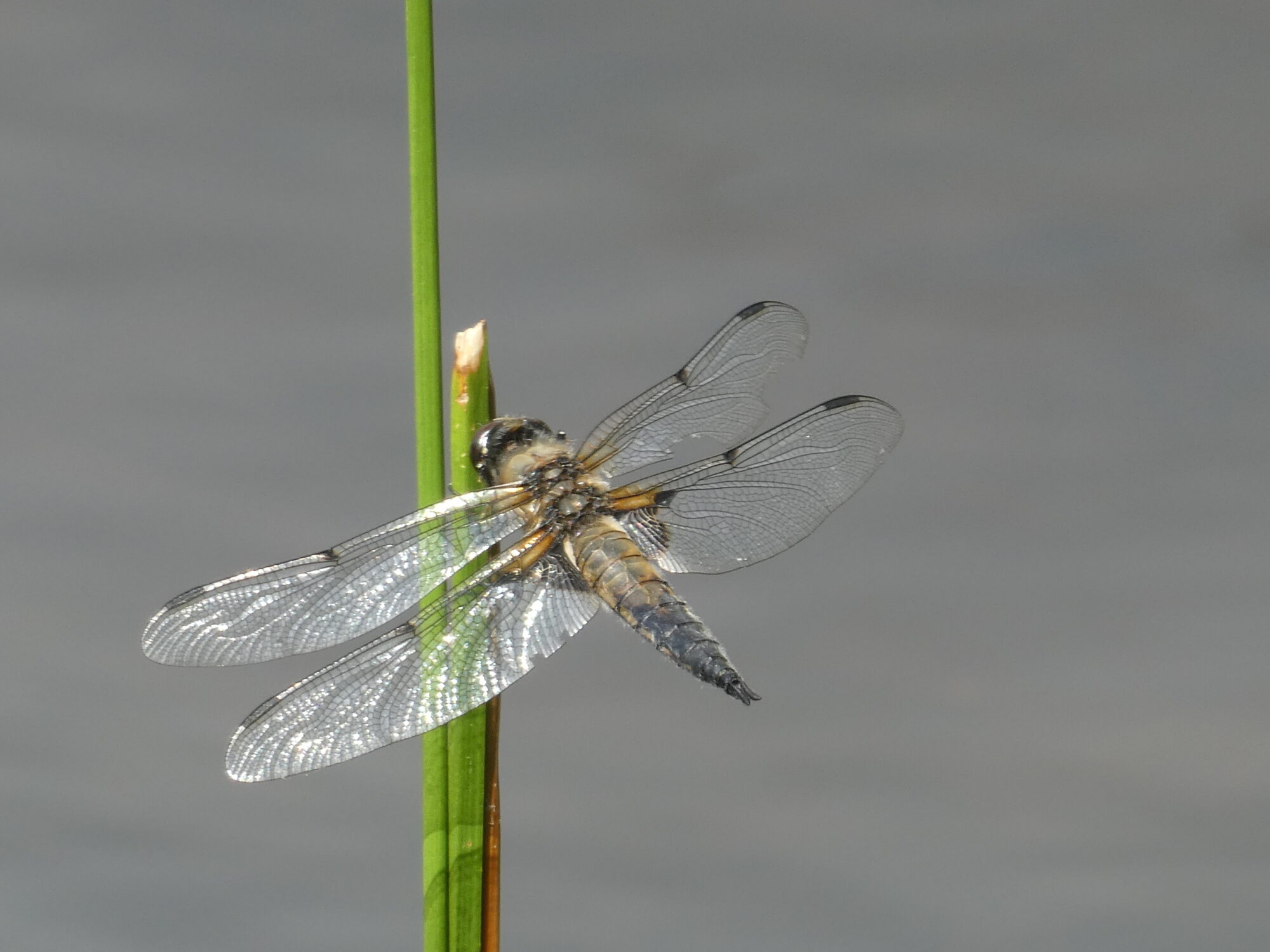 Valokuvaaja: Anja Mustamaa
