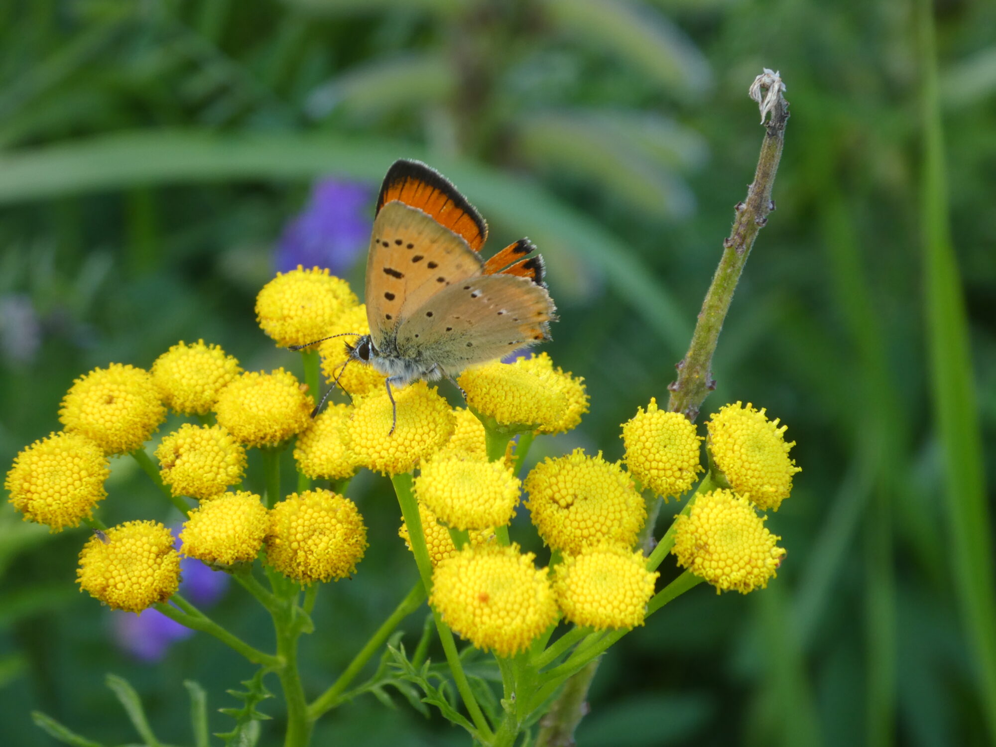 Valokuvaaja: Anja Mustamaa